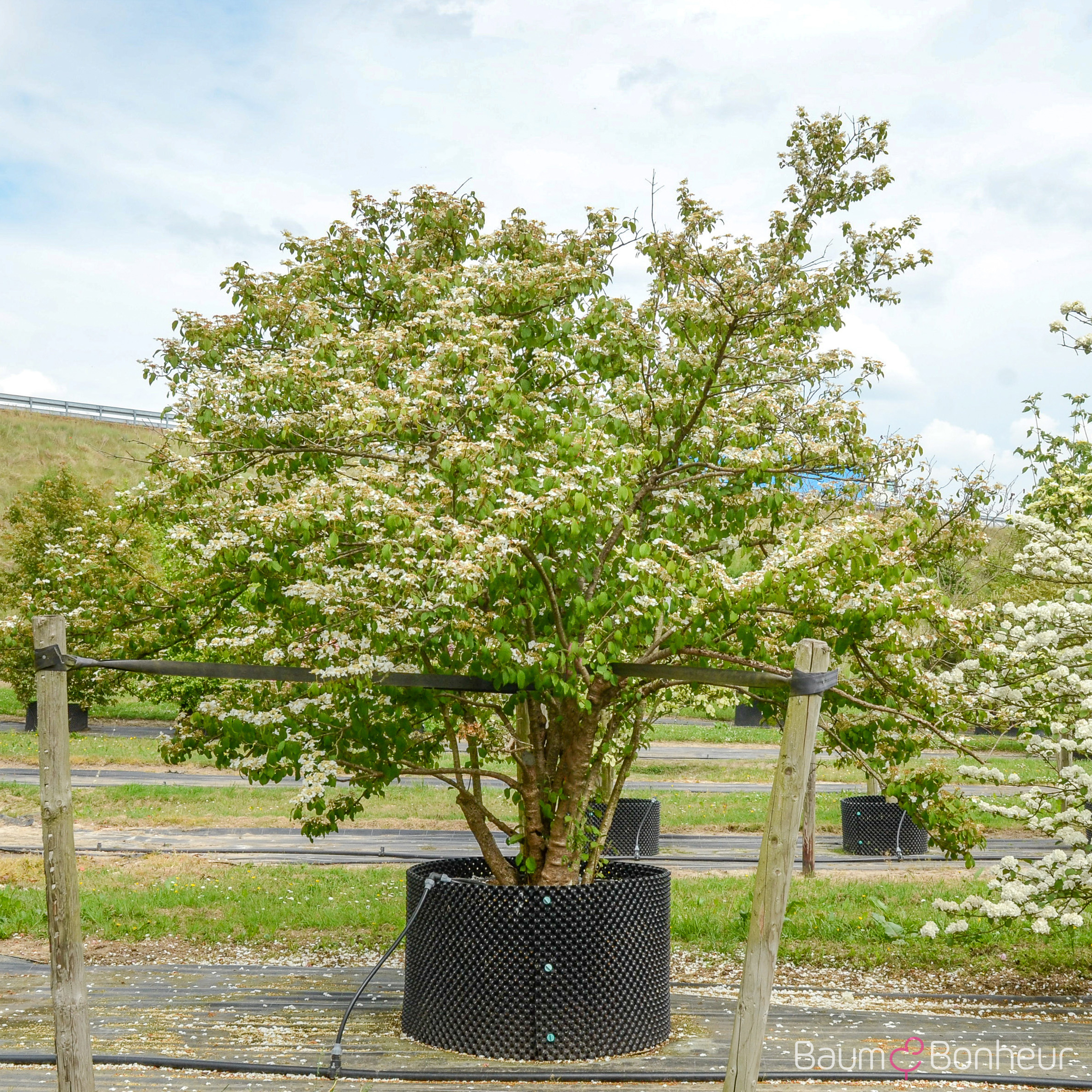 Viburnum plicatum f. tomentosum