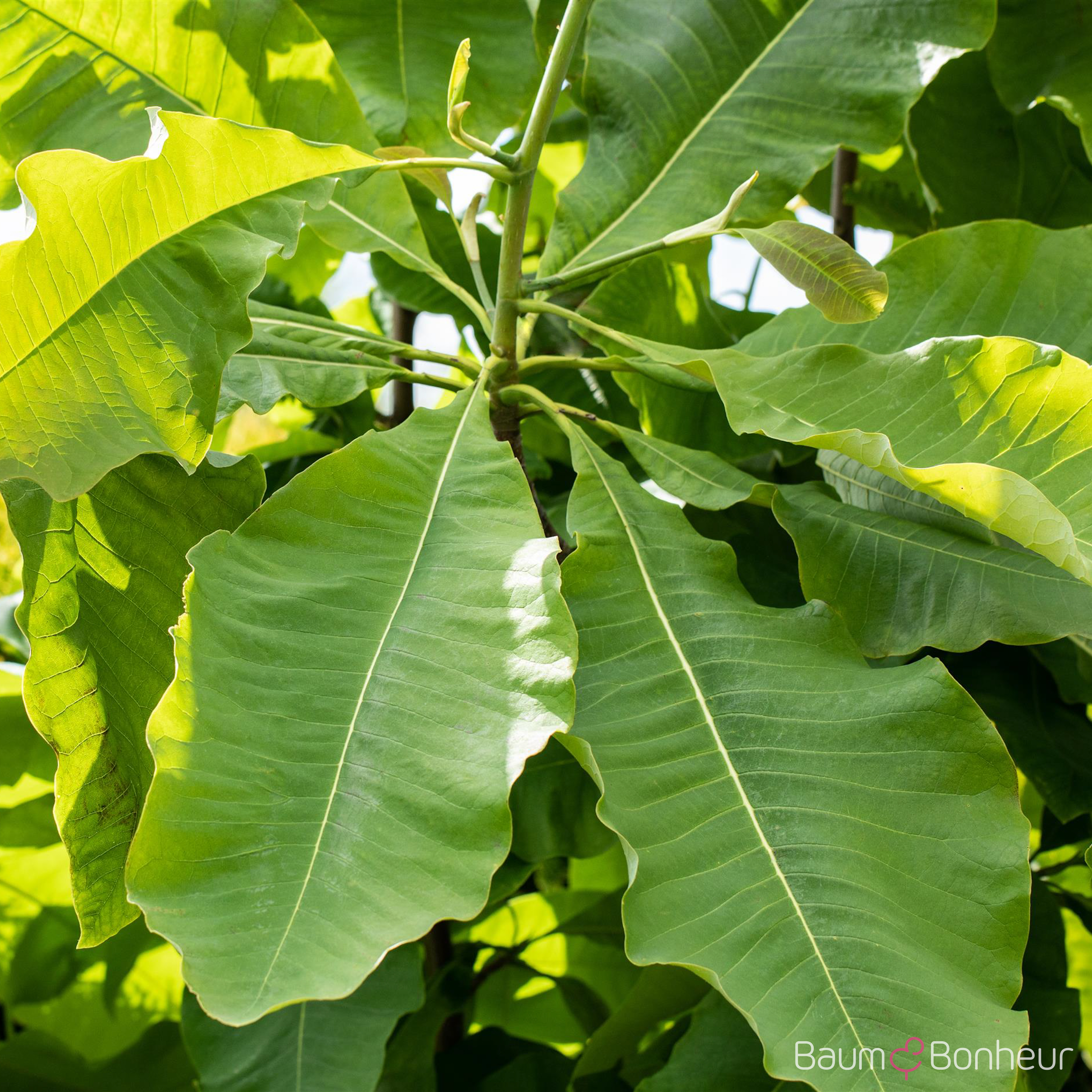 Magnolia tripetala