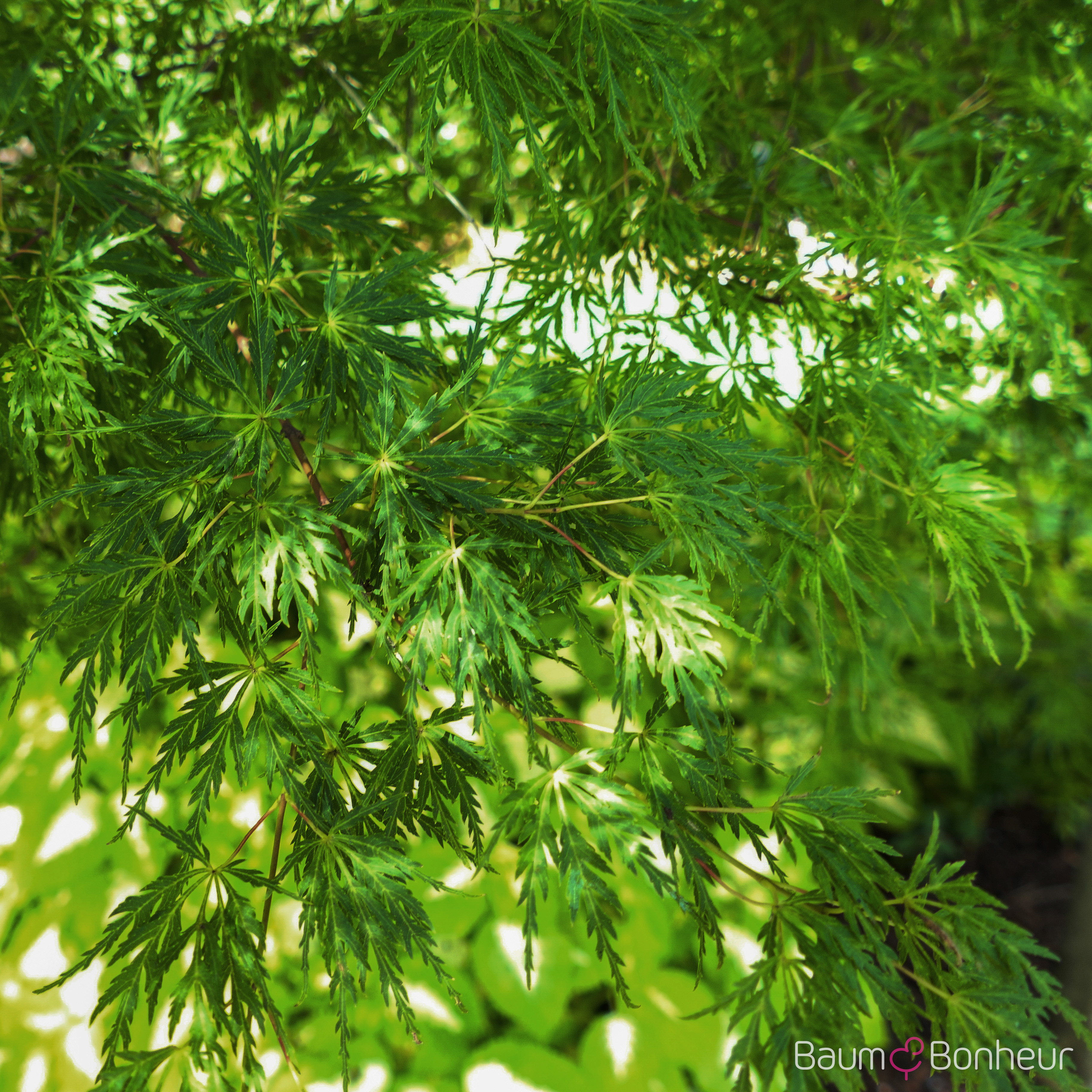 Acer palmatum 'Seiryu'