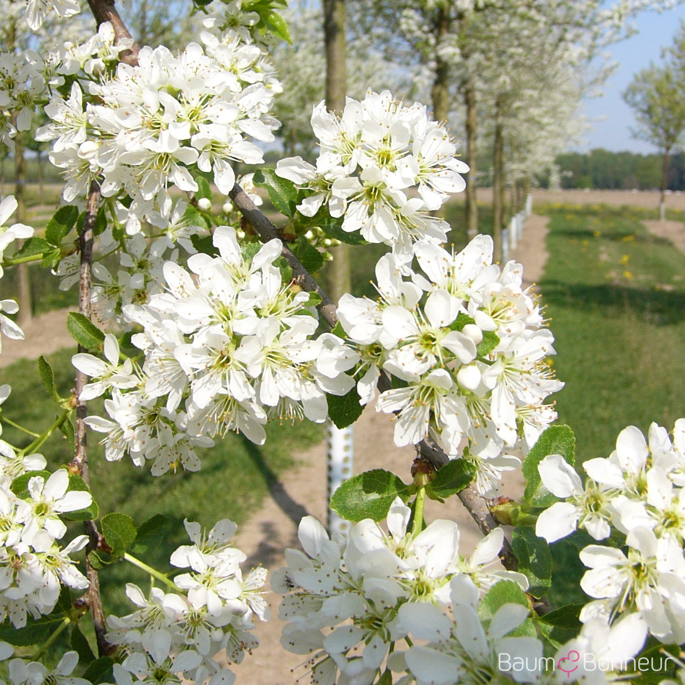 Prunus mahaleb