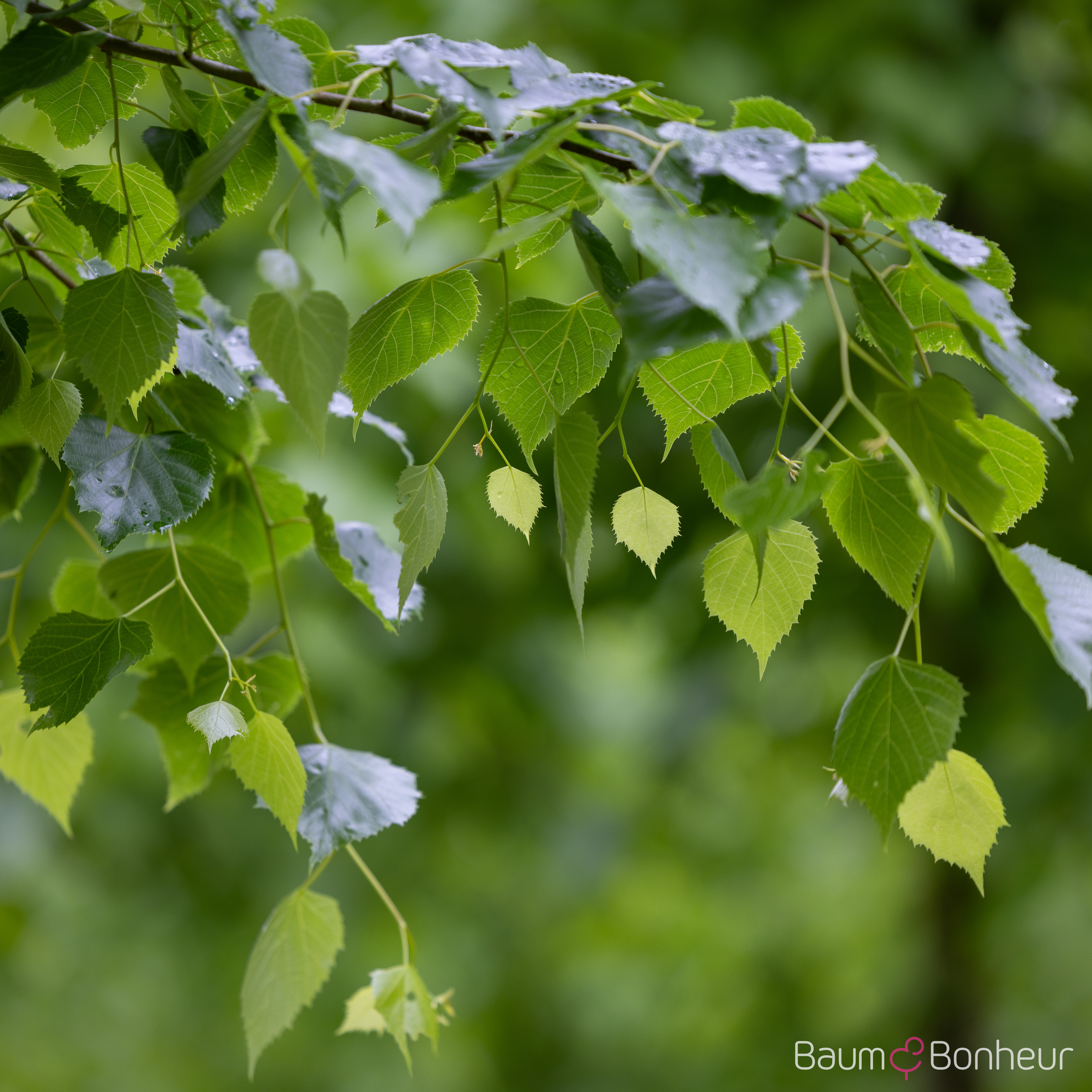 Tilia mongolica 'Buda'