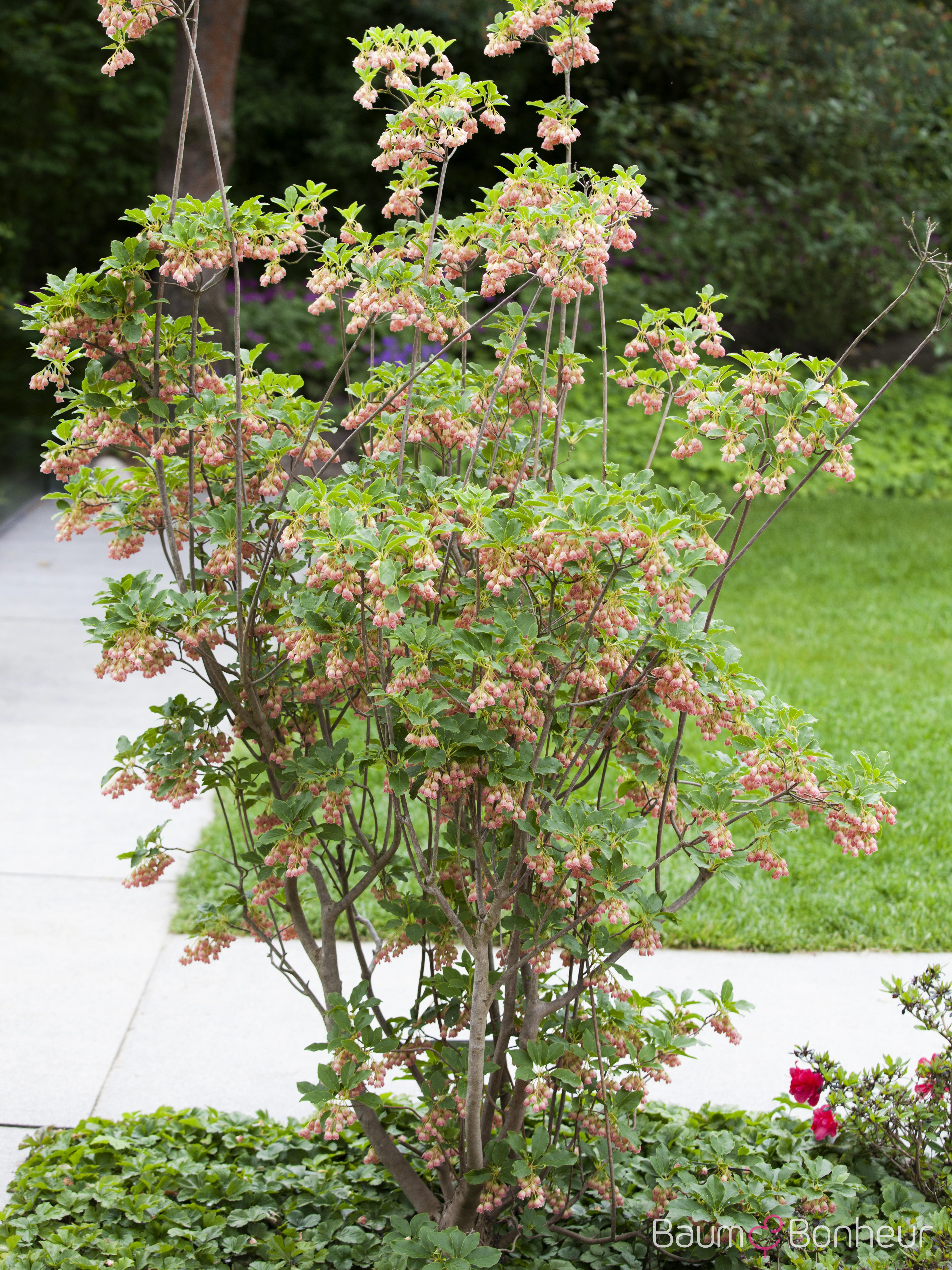 Enkianthus campanulatus