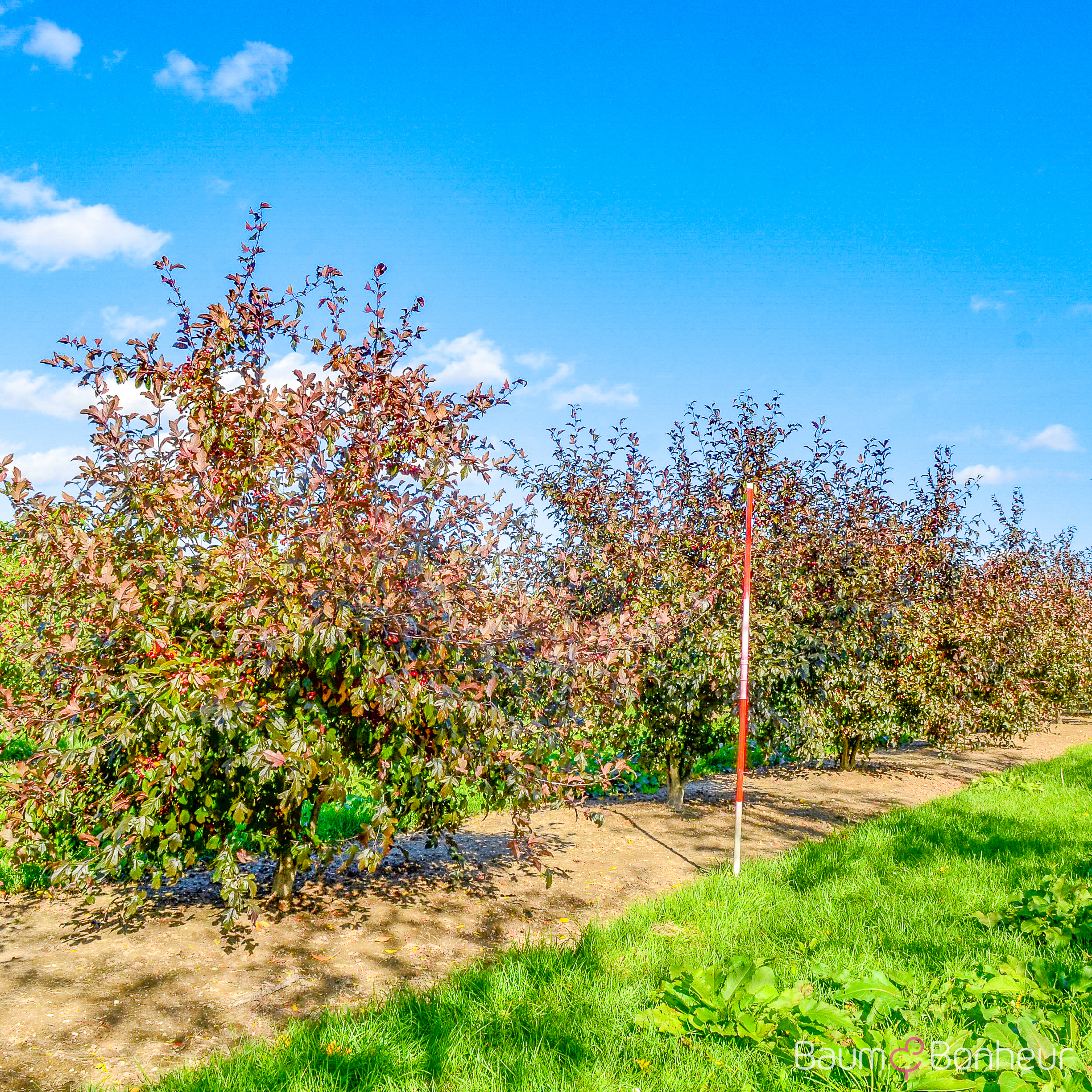 Malus 'Freija' -R-