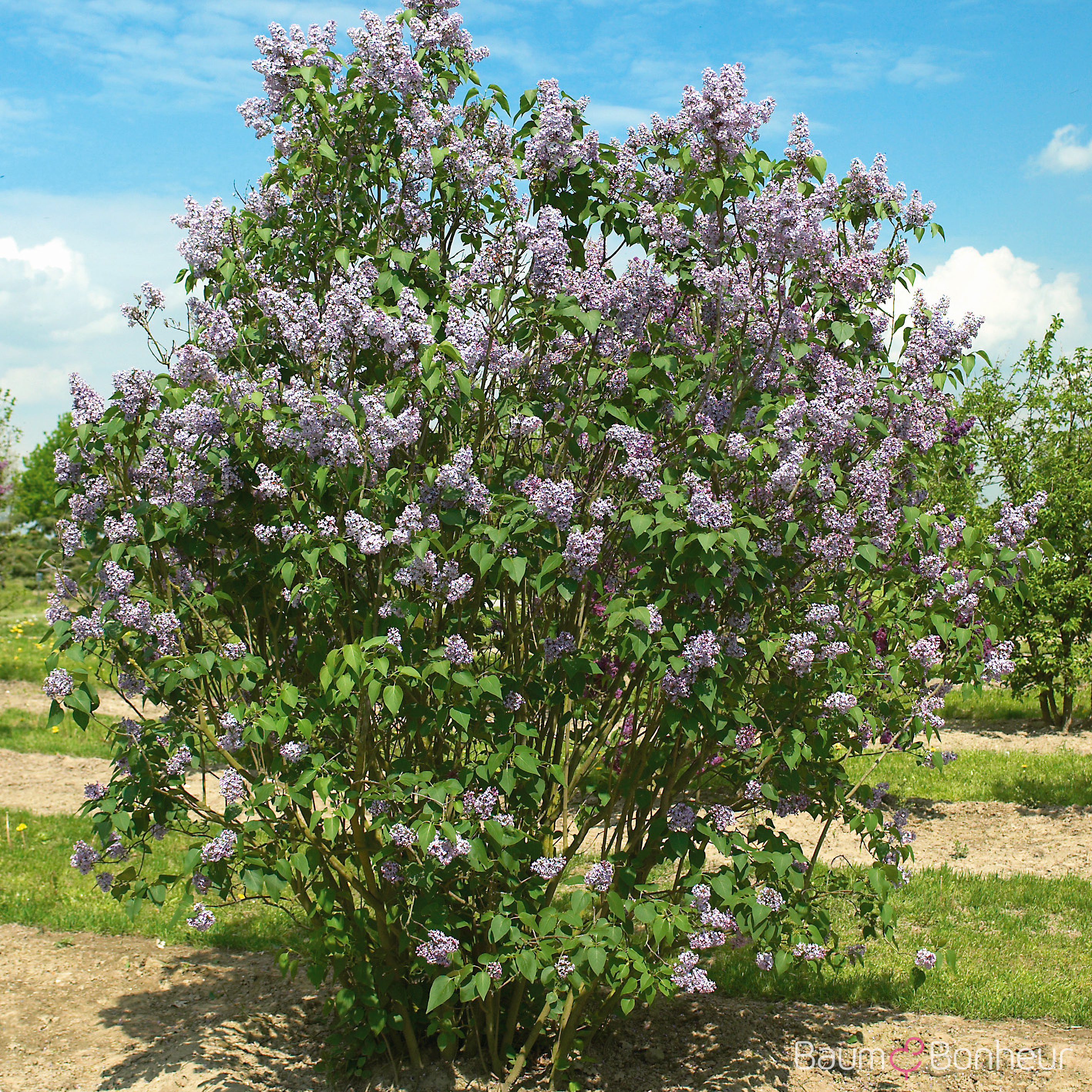Syringa vulgaris