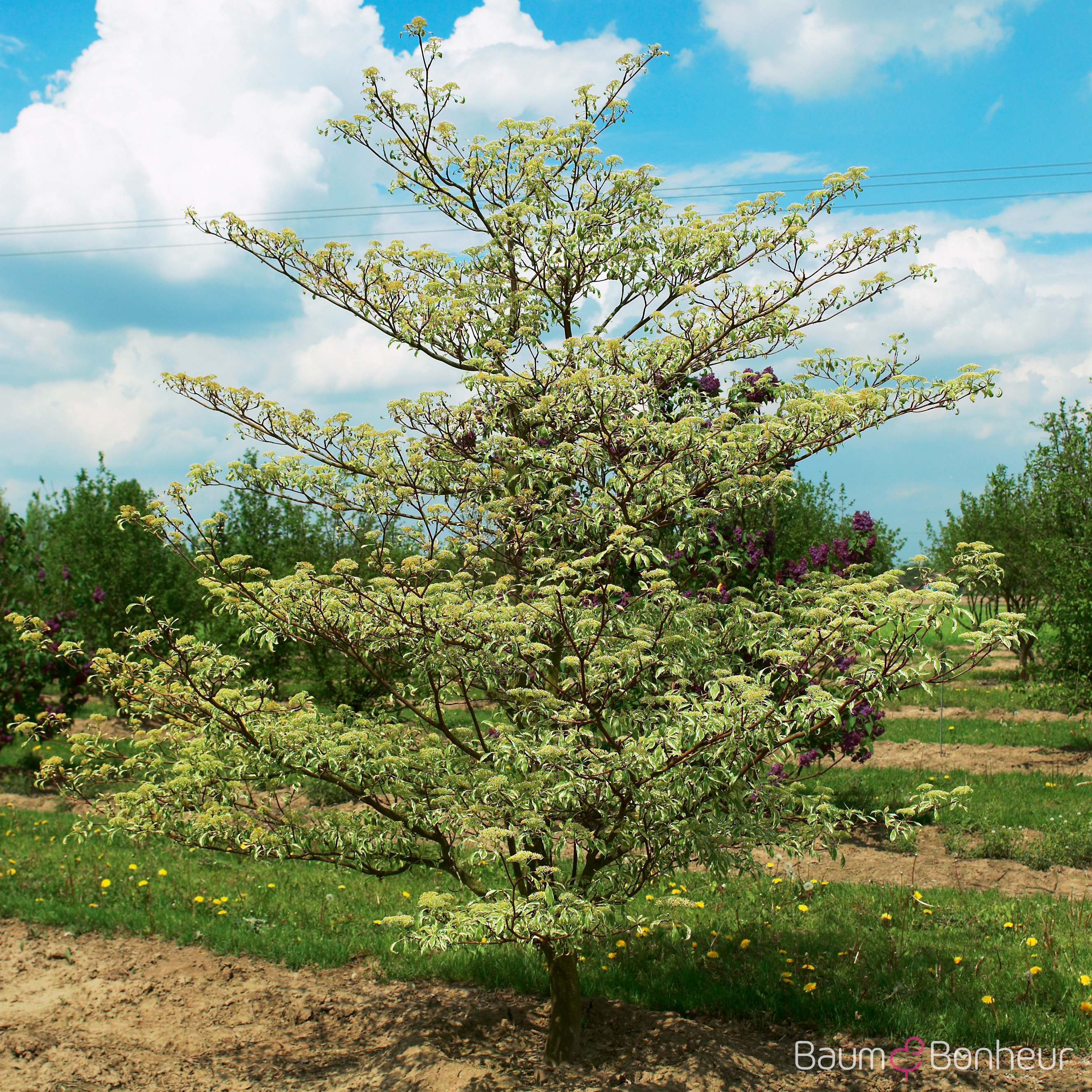 Cornus controversa 'Variegata'