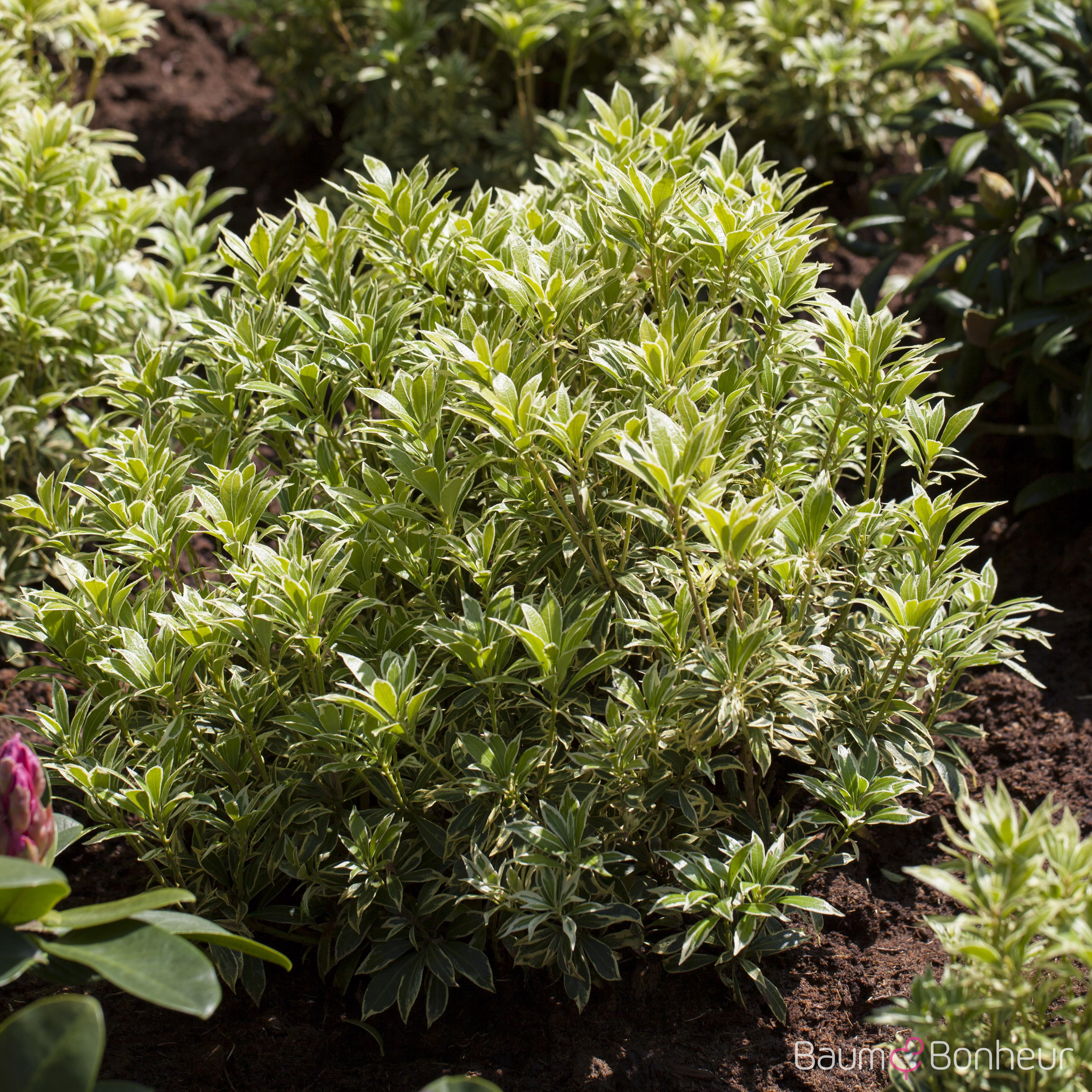 Pieris japonica 'Variegata'