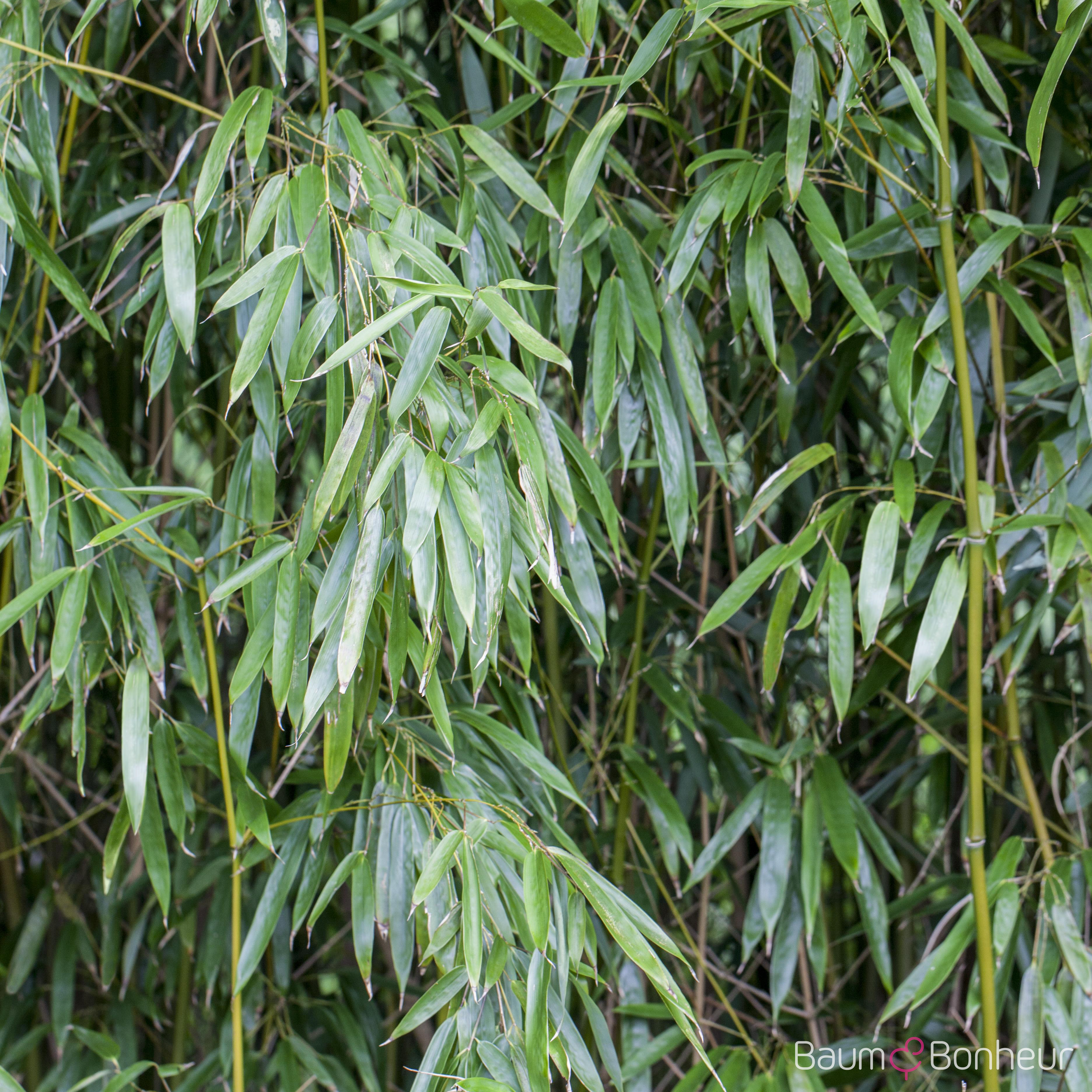 Phyllostachys humilis