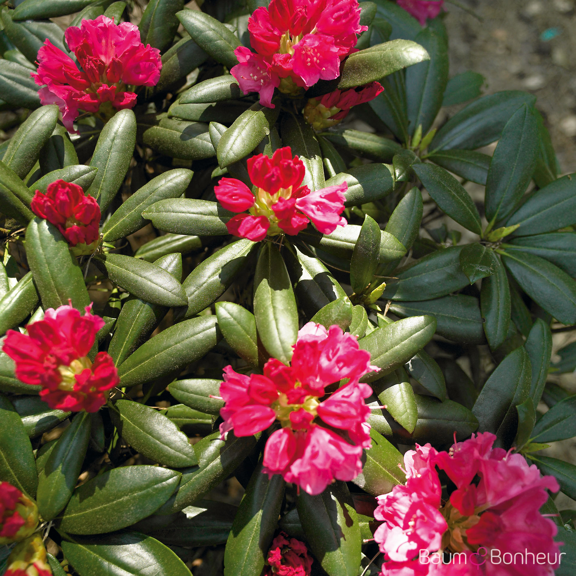 Rhododendron yakushimanum 'Kalinka'