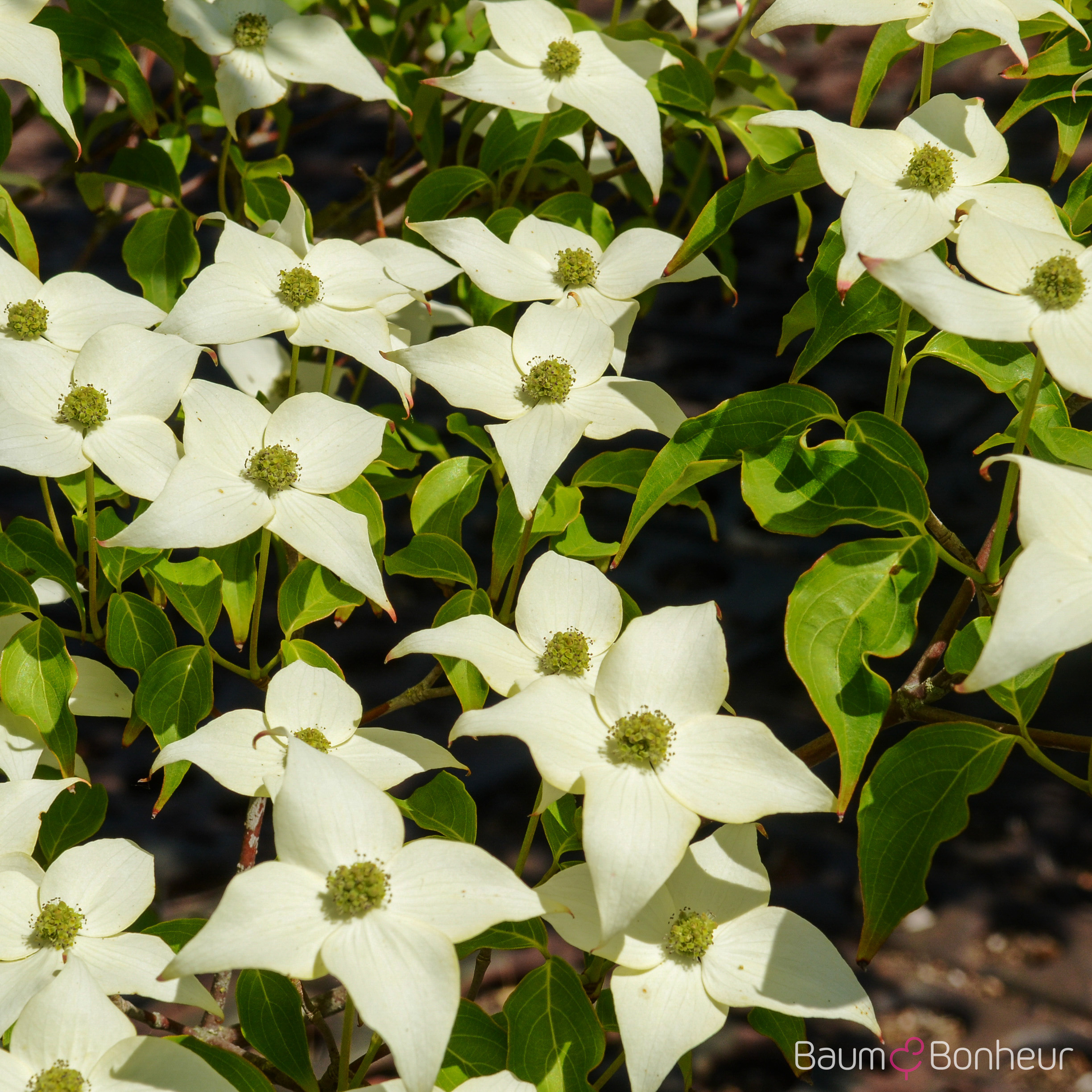 Cornus kousa 'China Girl'