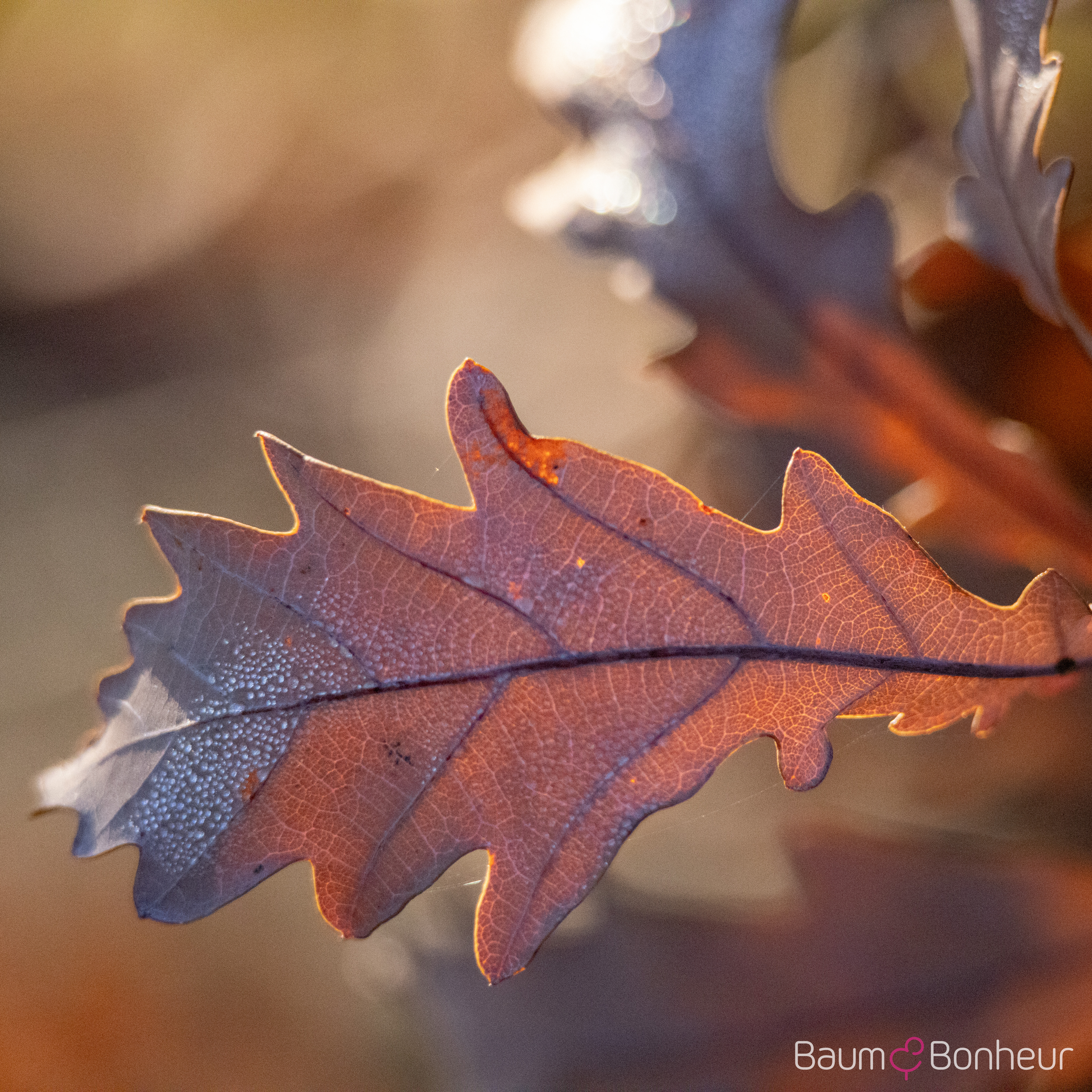 Quercus pubescens