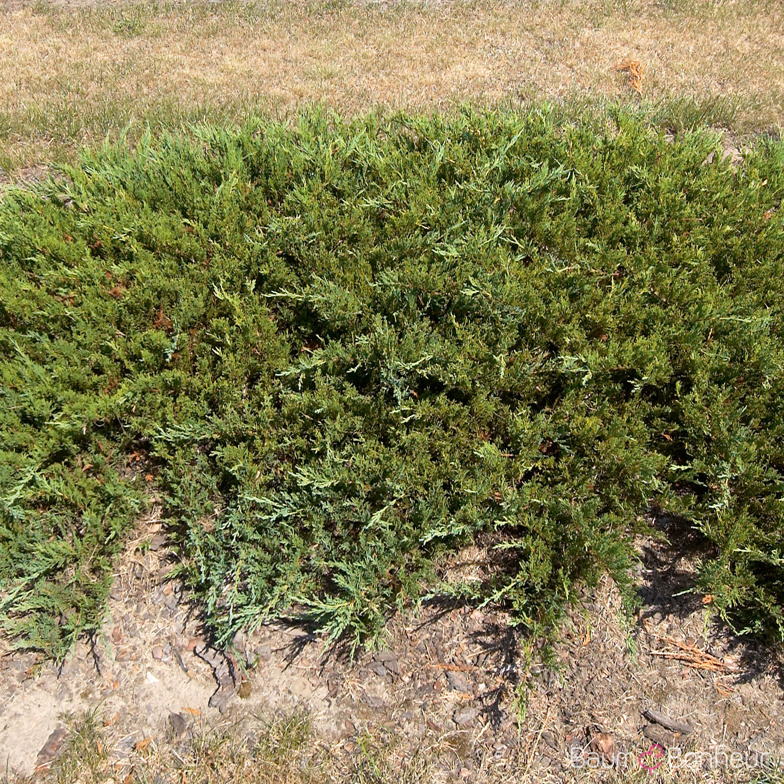 Juniperus sabina 'Tamariscifolia'