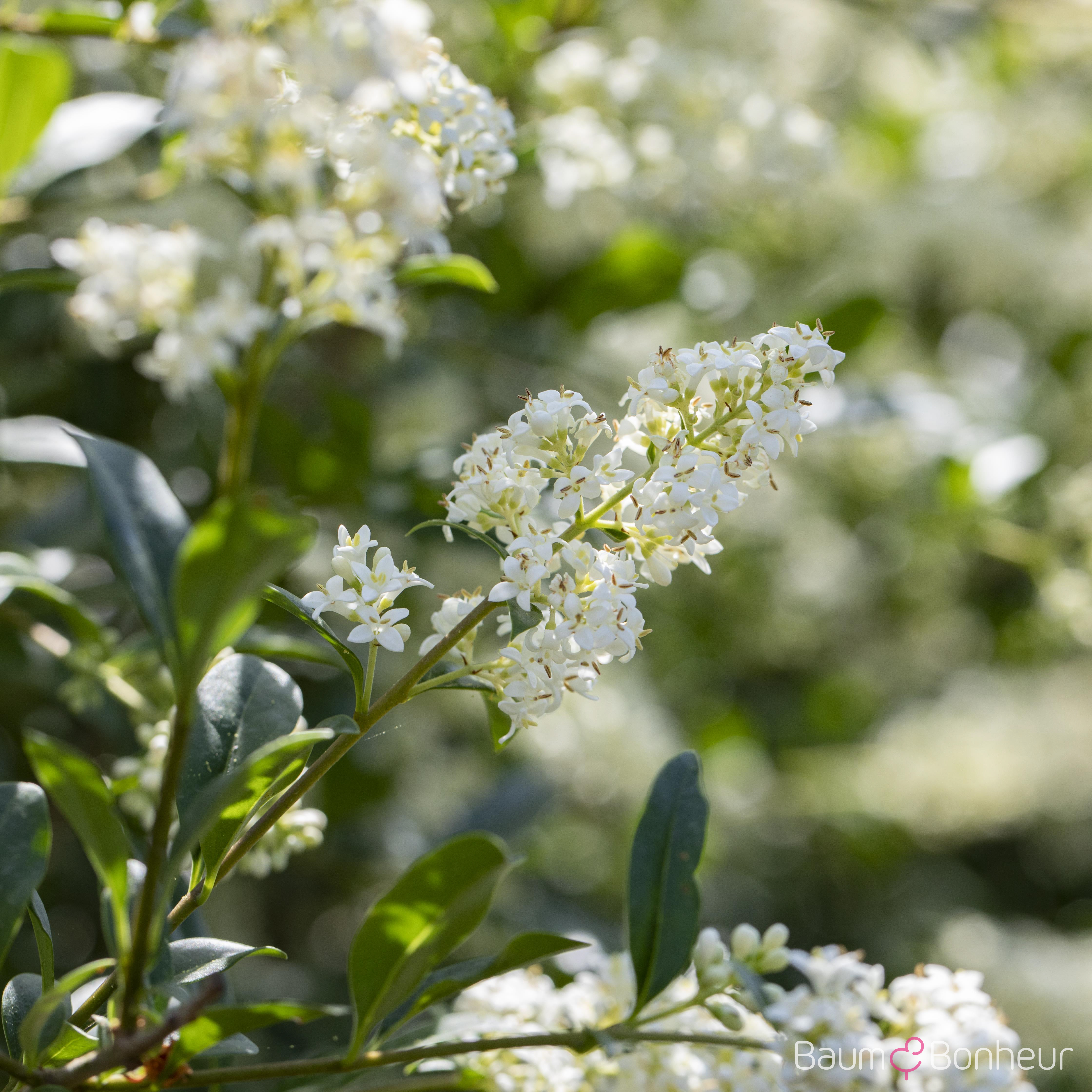 Ligustrum vulgare