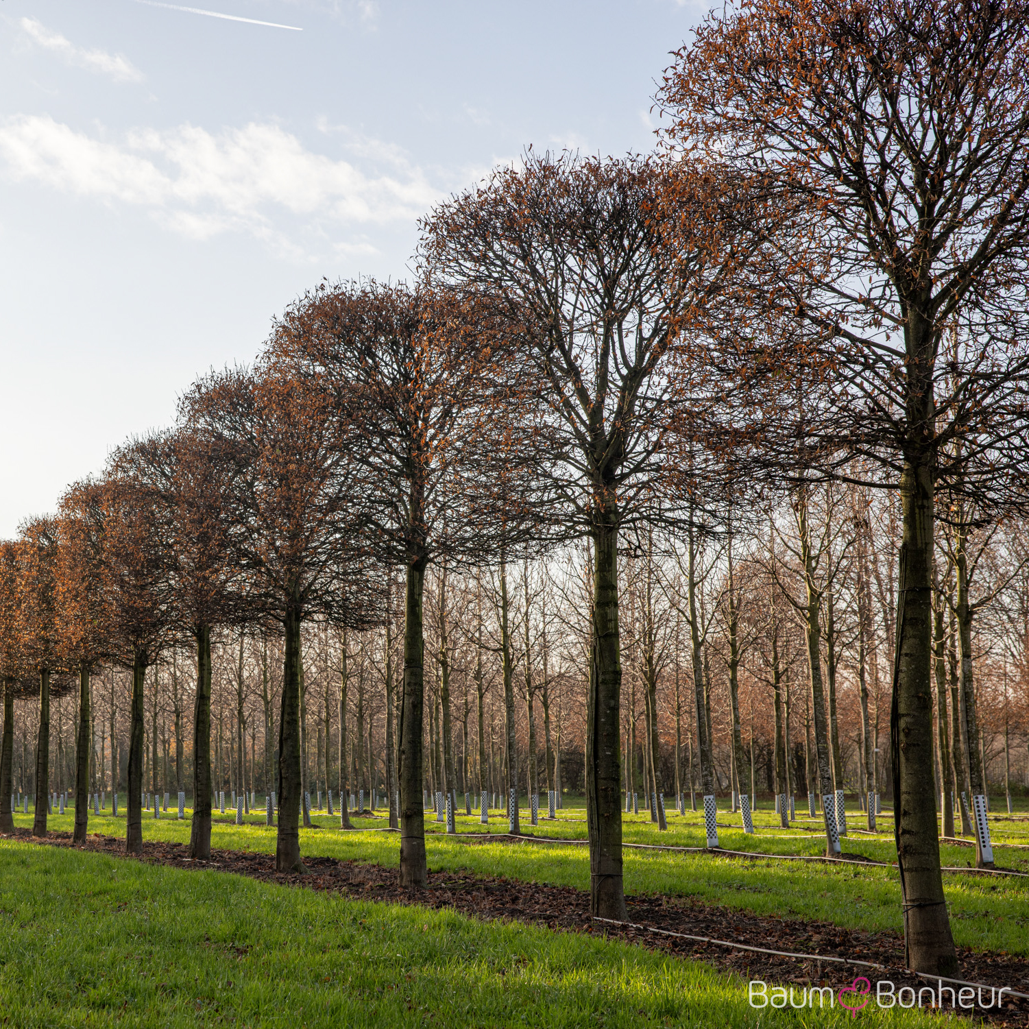 Tilia cordata 'Erecta'