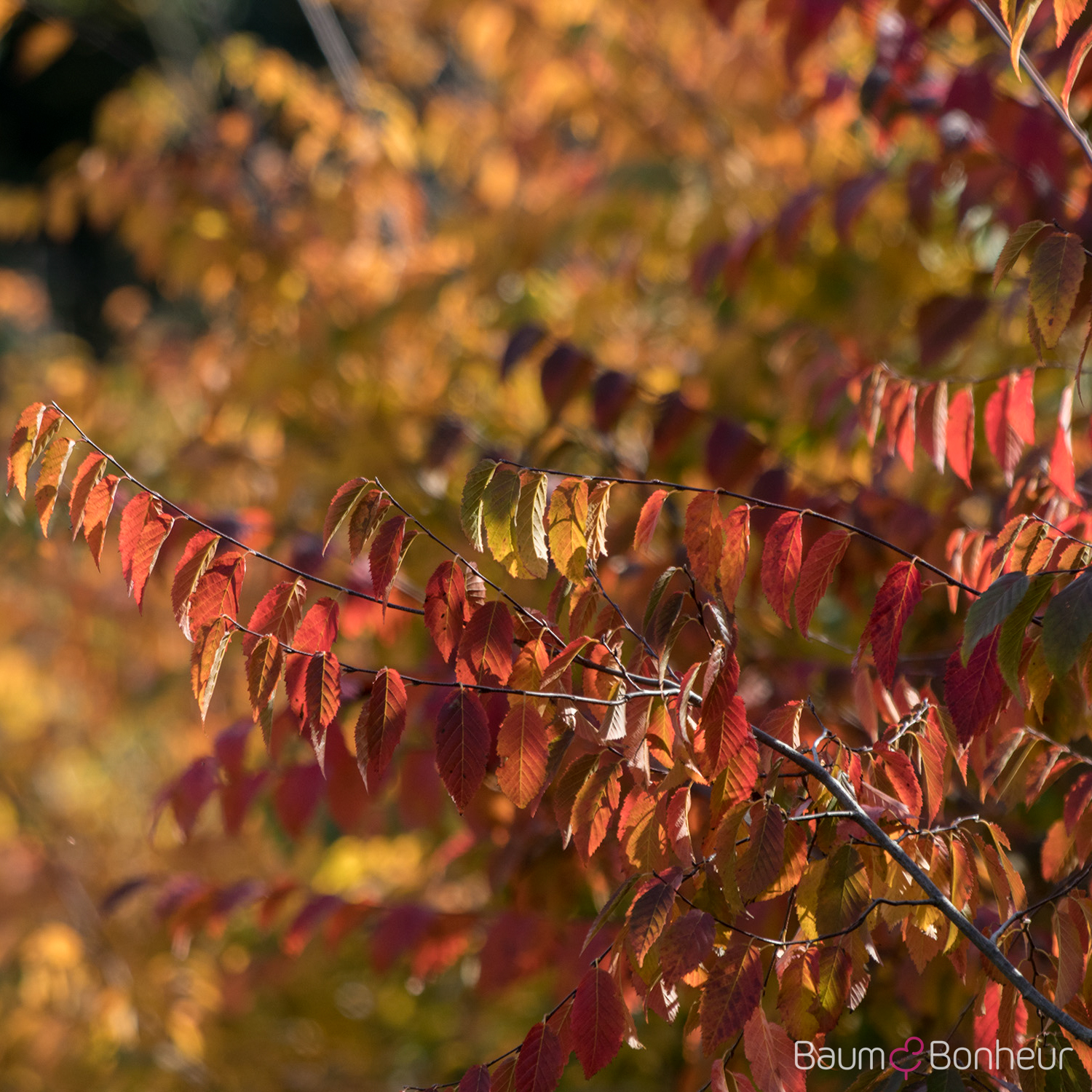 Carpinus caroliniana