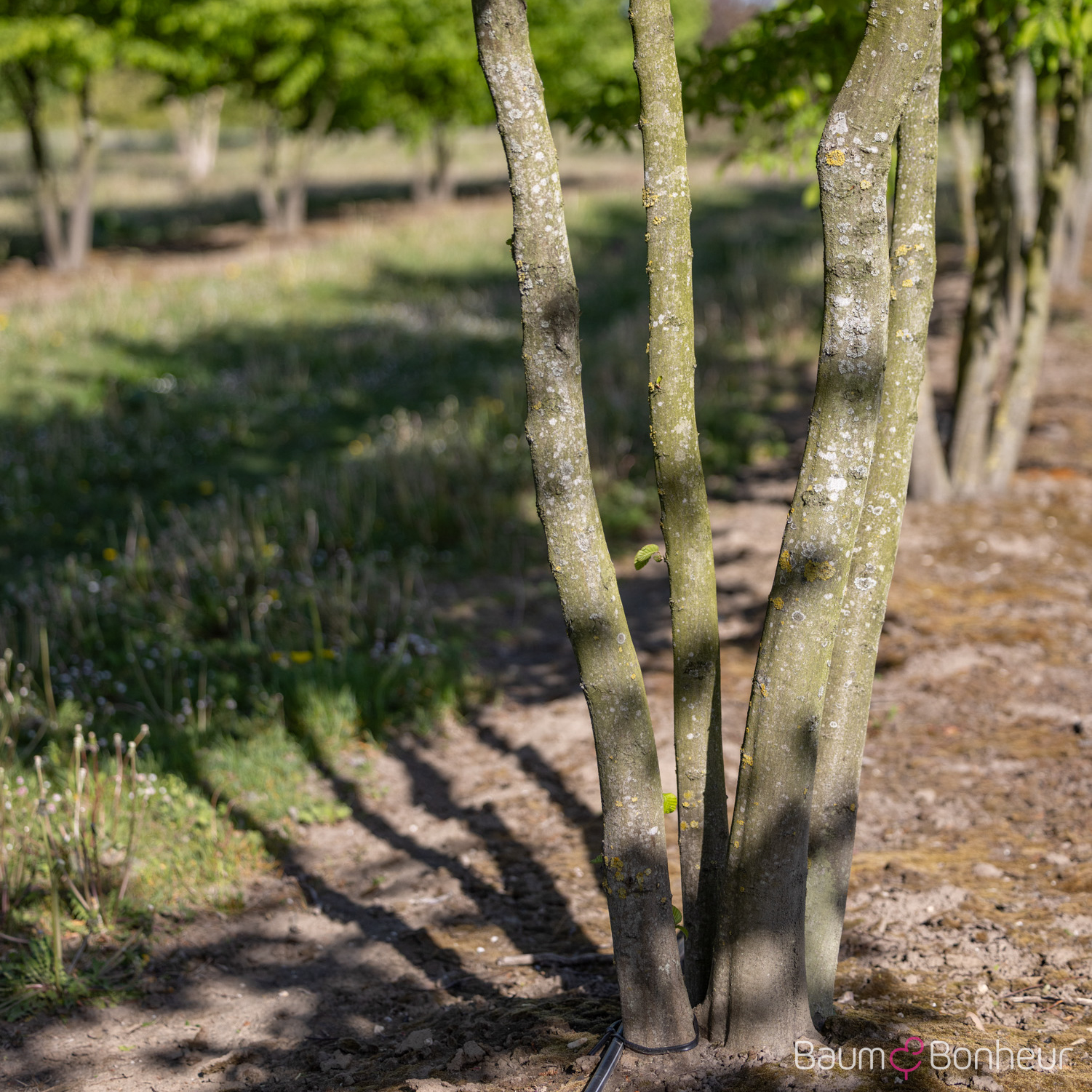 Carpinus betulus