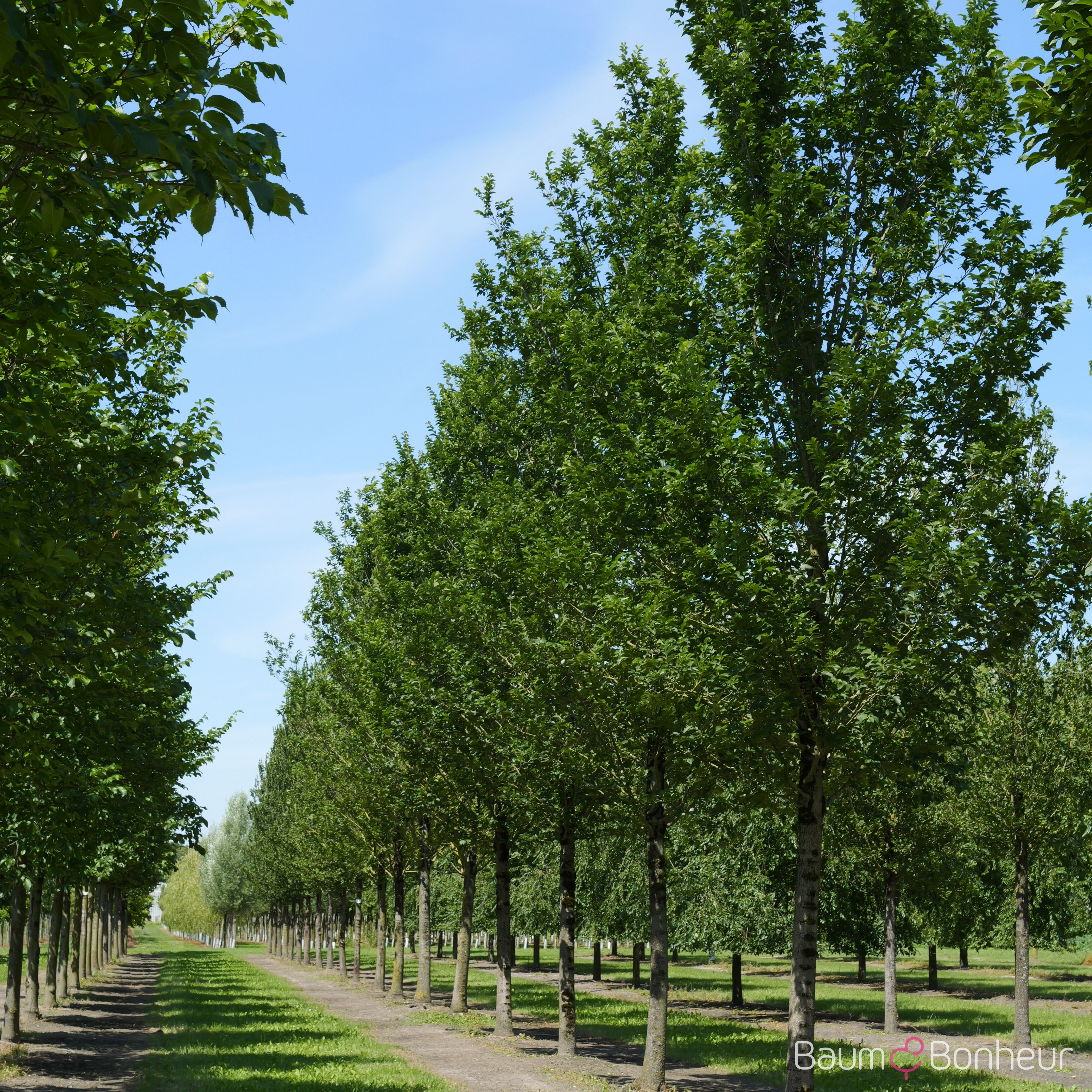 Ulmus hollandica 'Lobel'