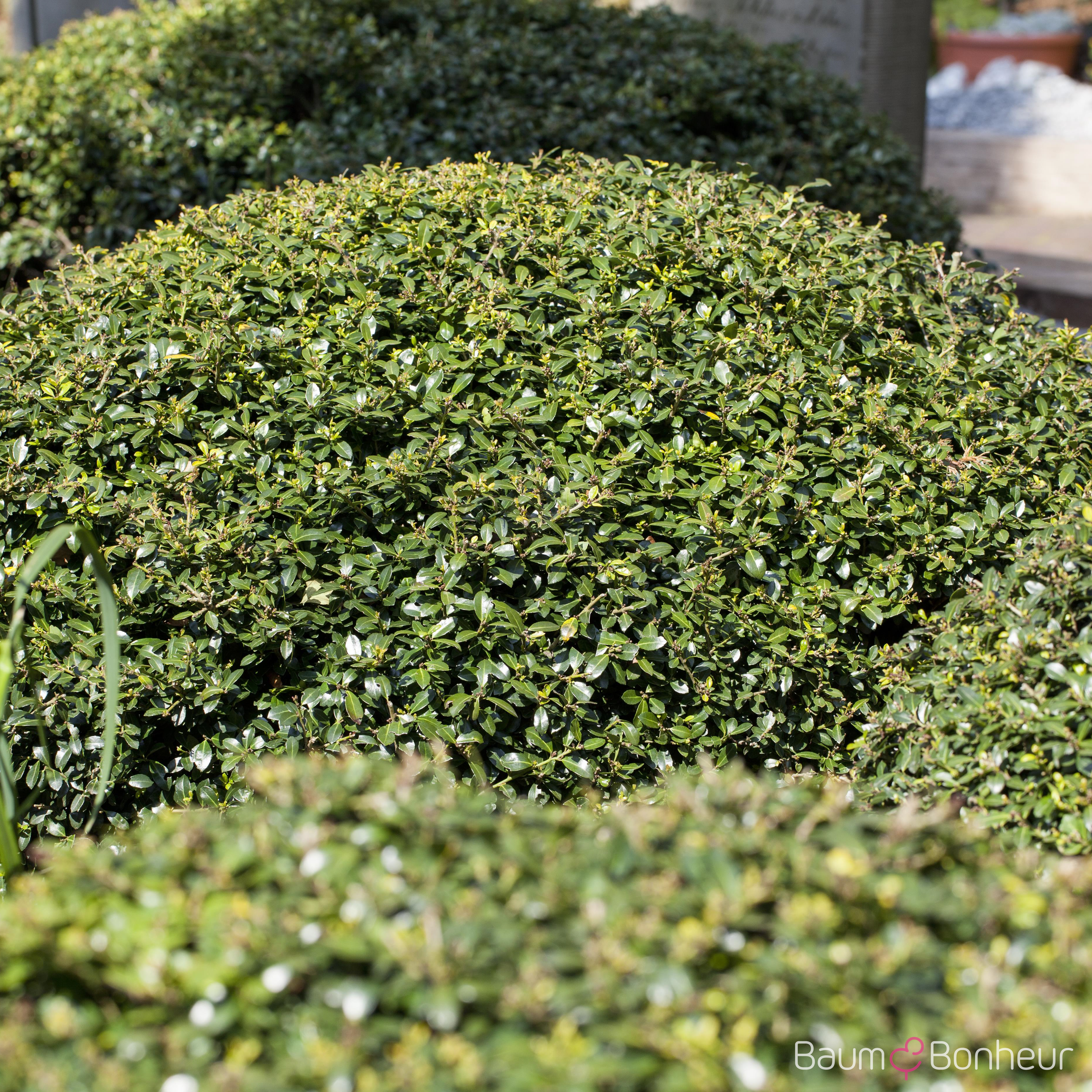 Ilex crenata 'Green Lustre'