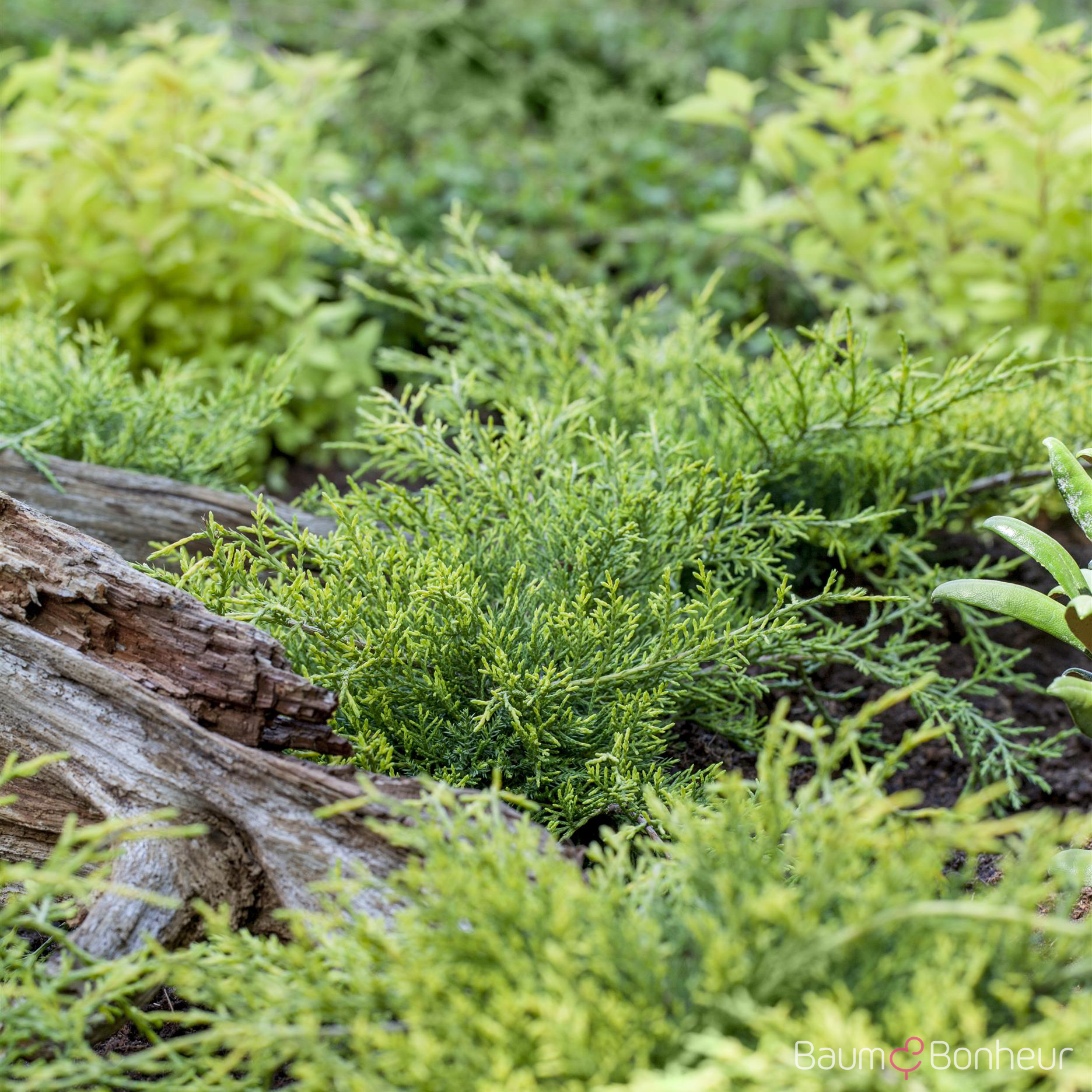 Juniperus media 'Old Gold'