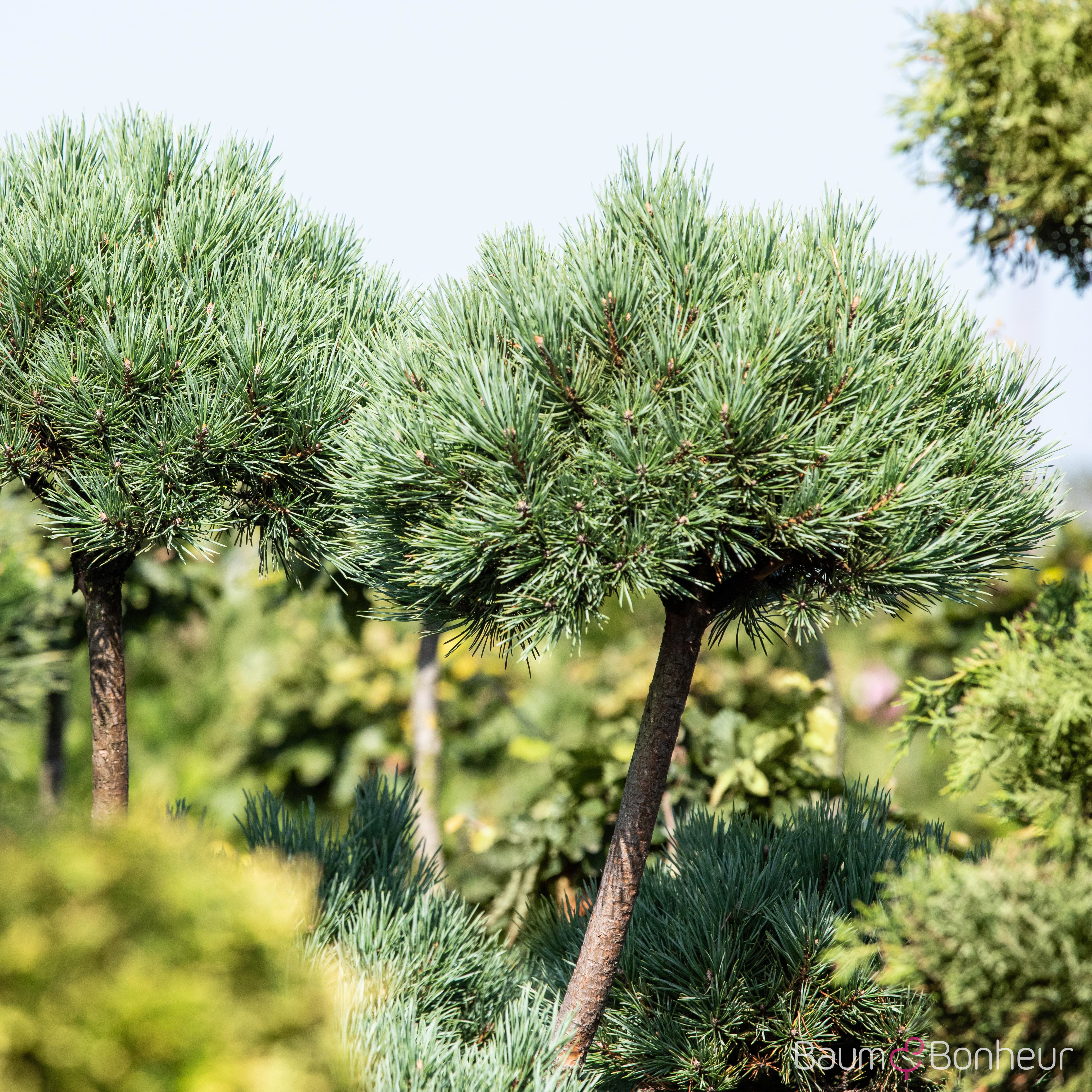 Pinus sylvestris 'Watereri'