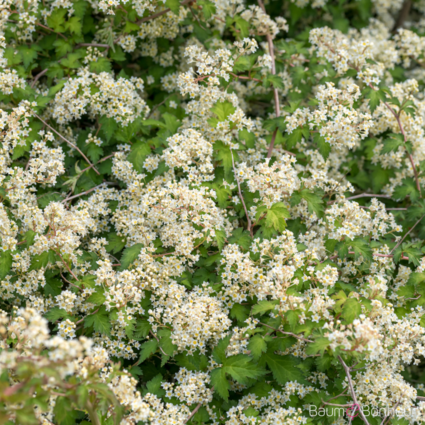 Stephanandra incisa 'Crispa'