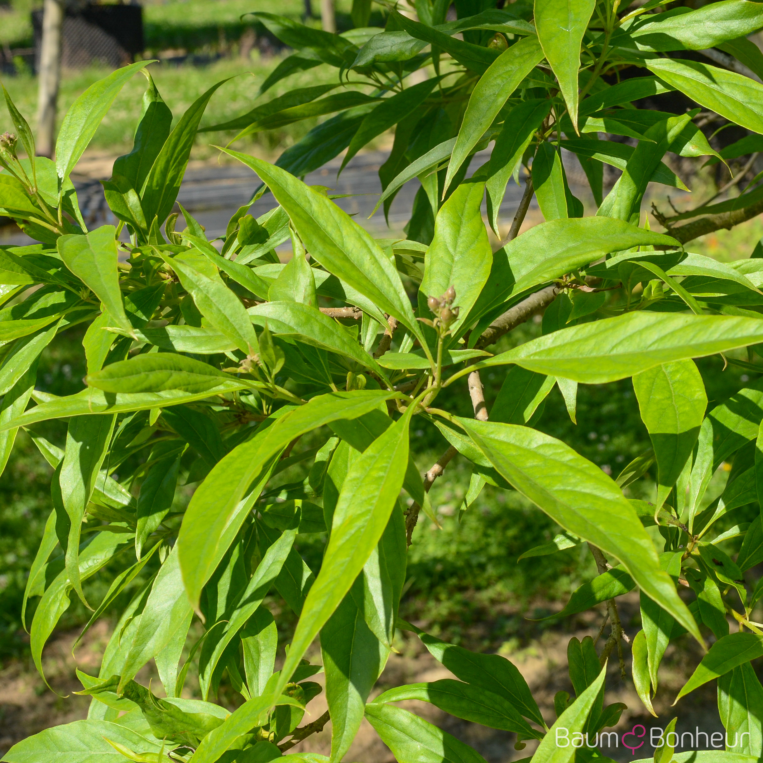 Chitalpa tashkentensis