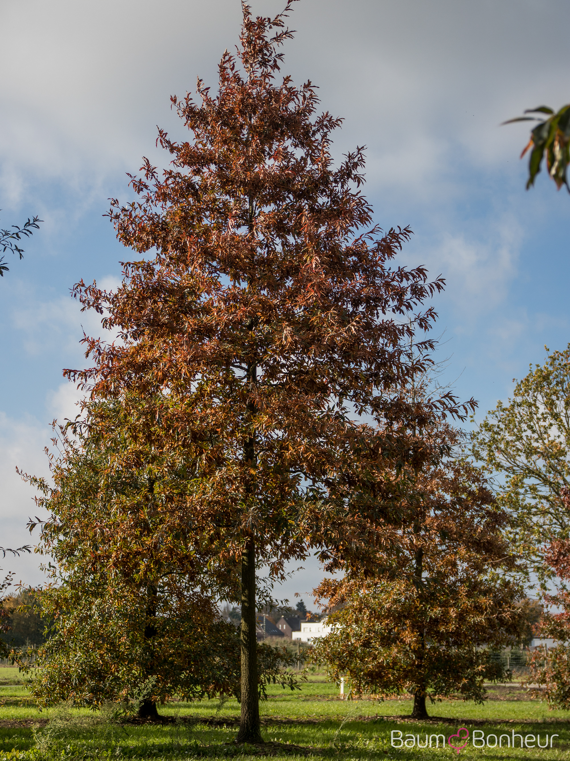 Quercus imbricaria