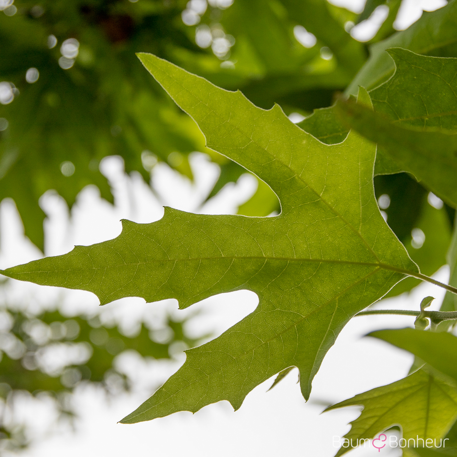 Platanus orientalis 'Minaret'