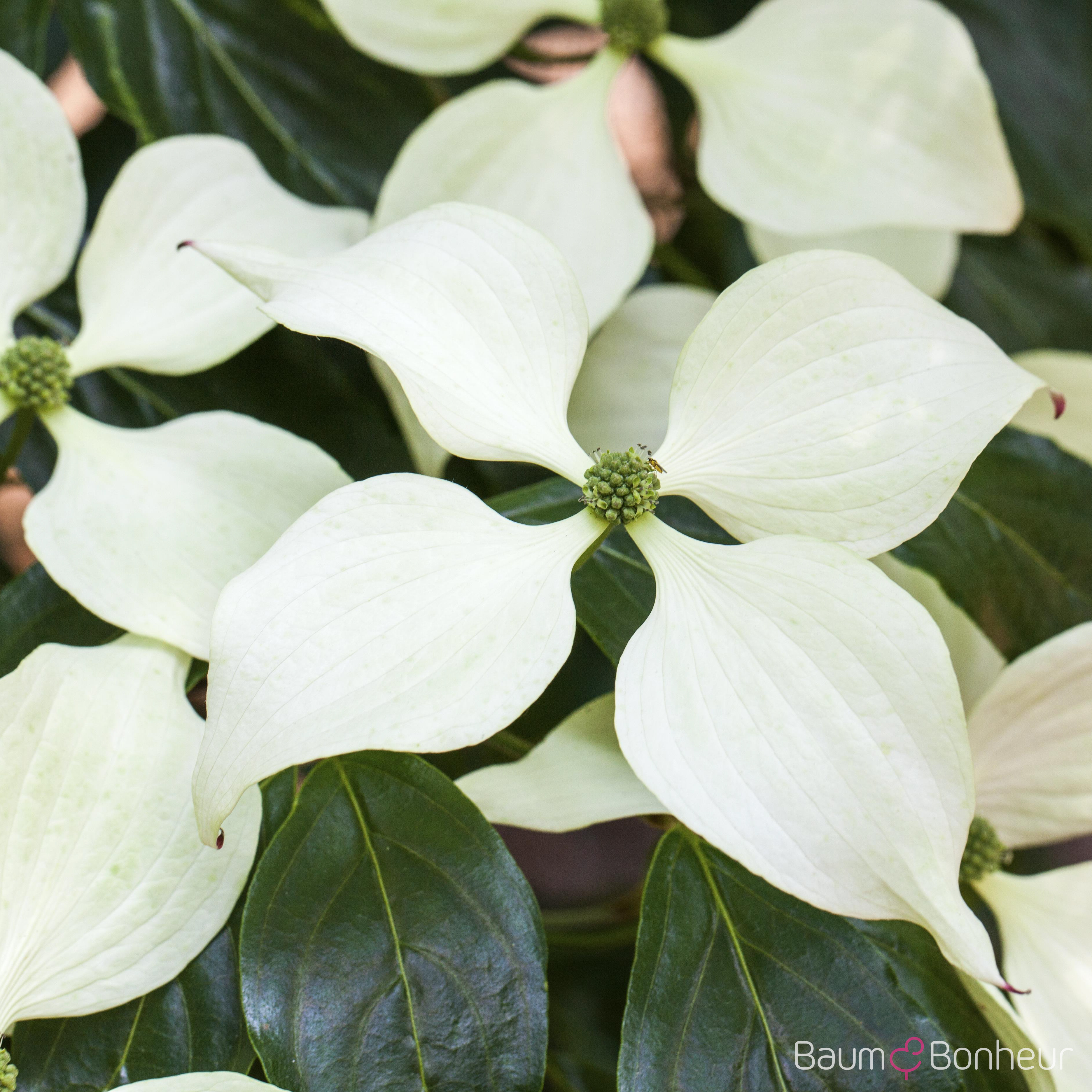 Cornus kousa 'Schmetterling'