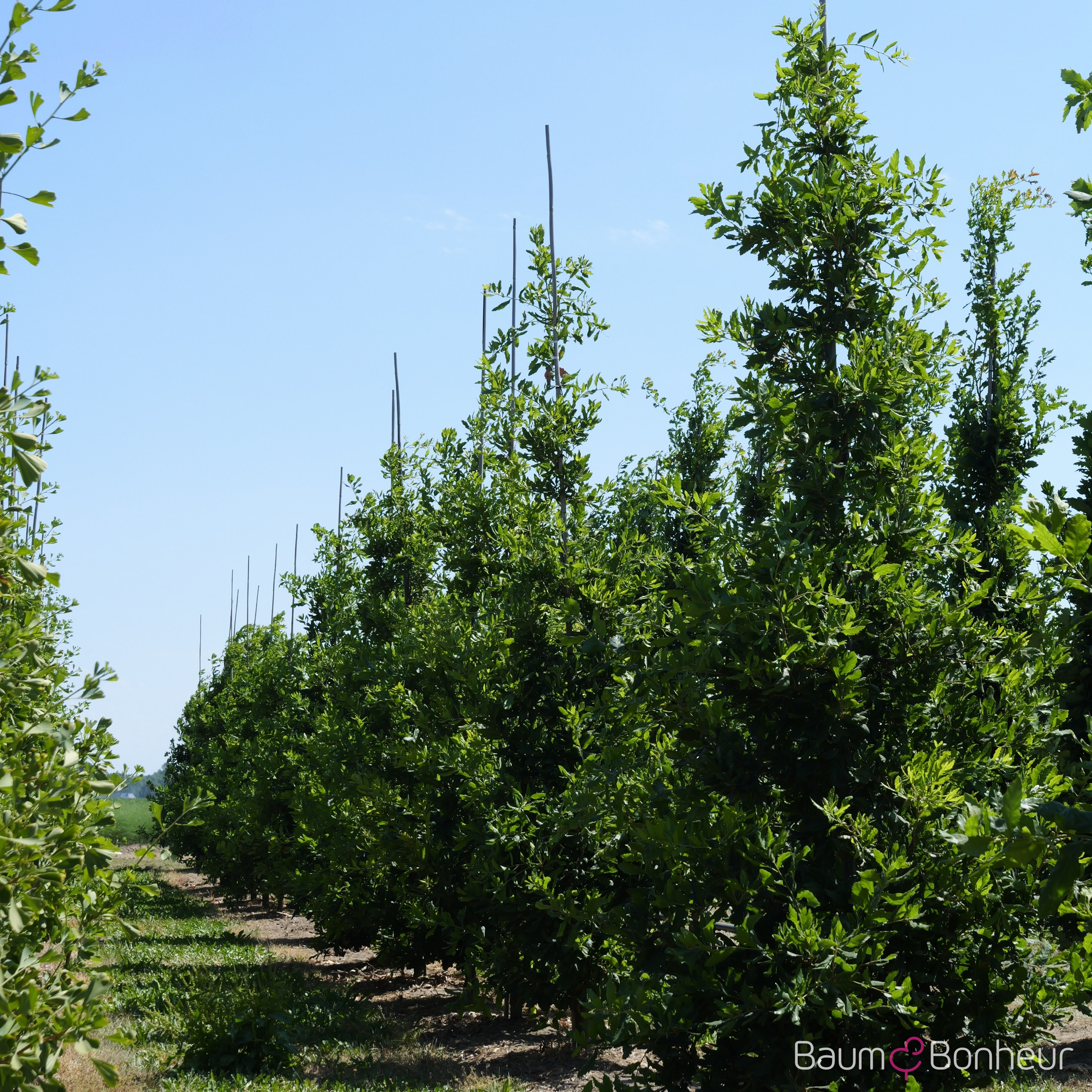 Quercus turneri 'Pseudoturneri'