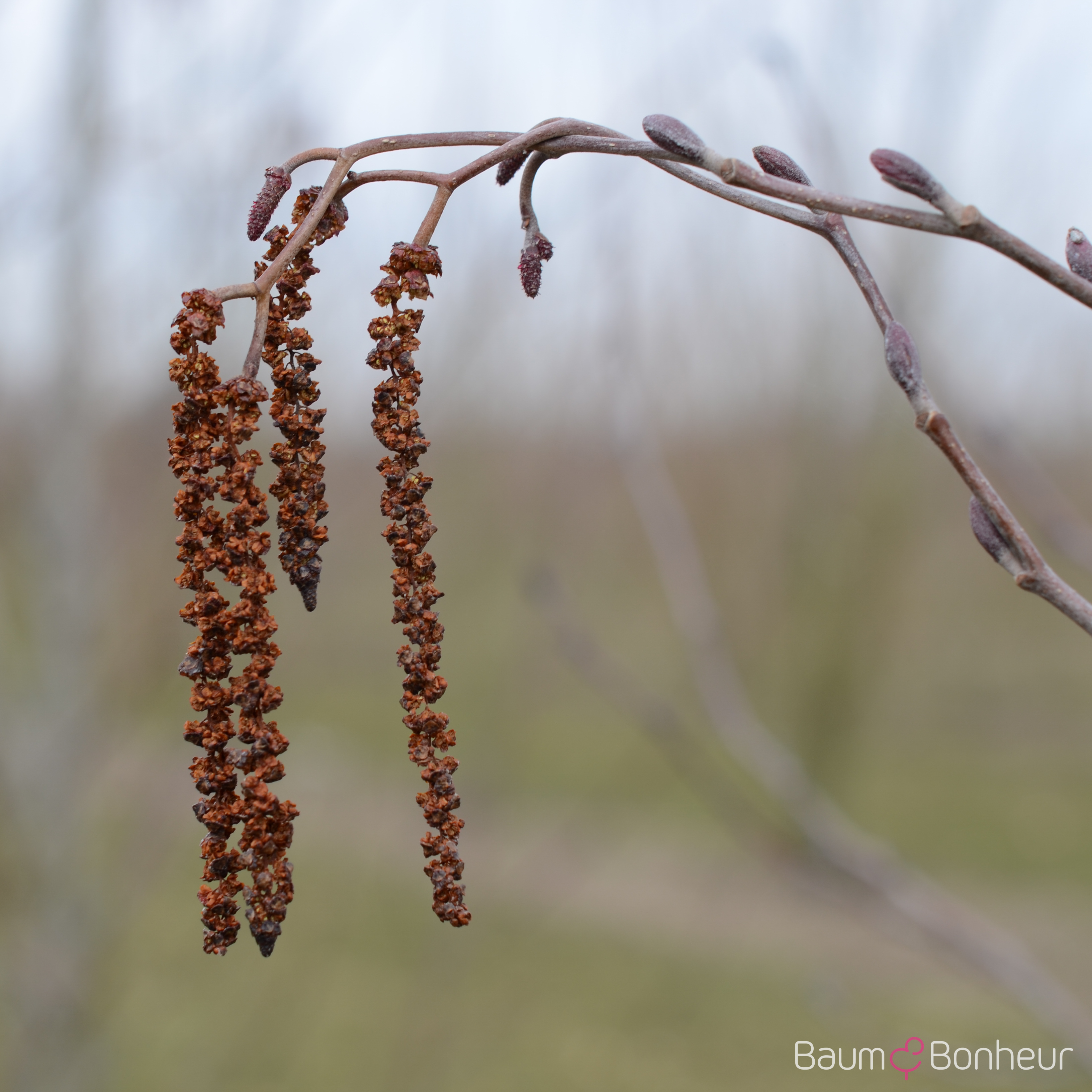 Alnus glutinosa