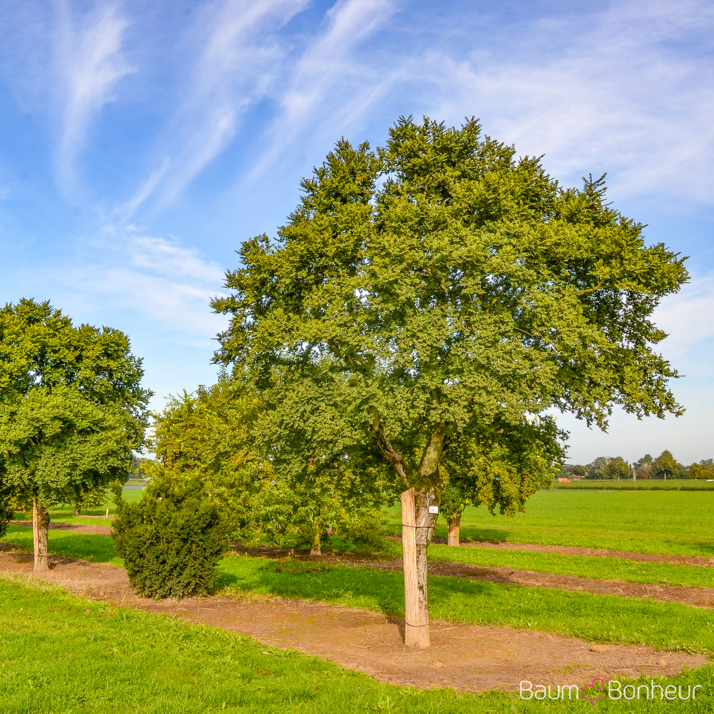 Ulmus hollandica 'Jacqueline Hillier'