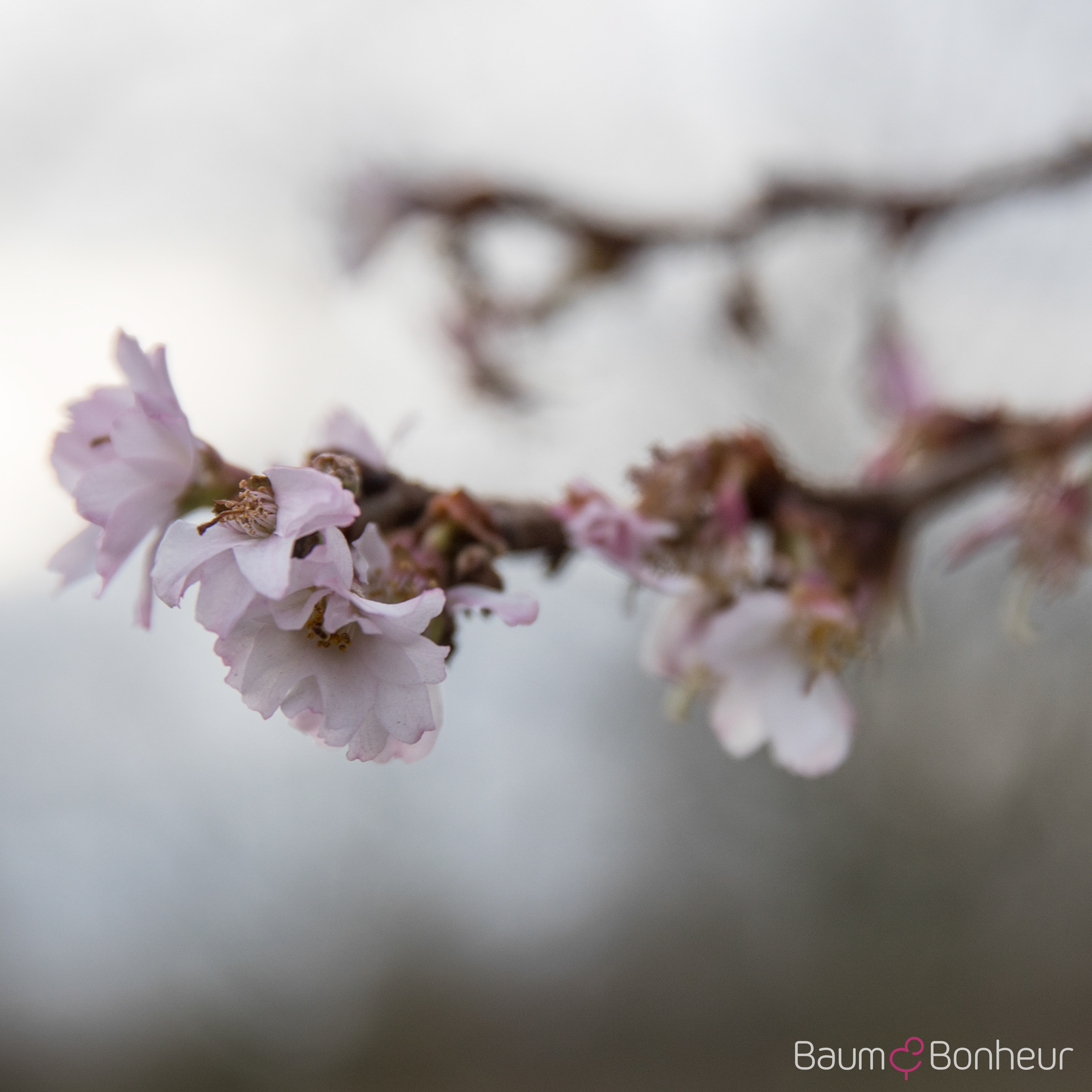 Prunus subhirtella 'Autumnalis Rosea'