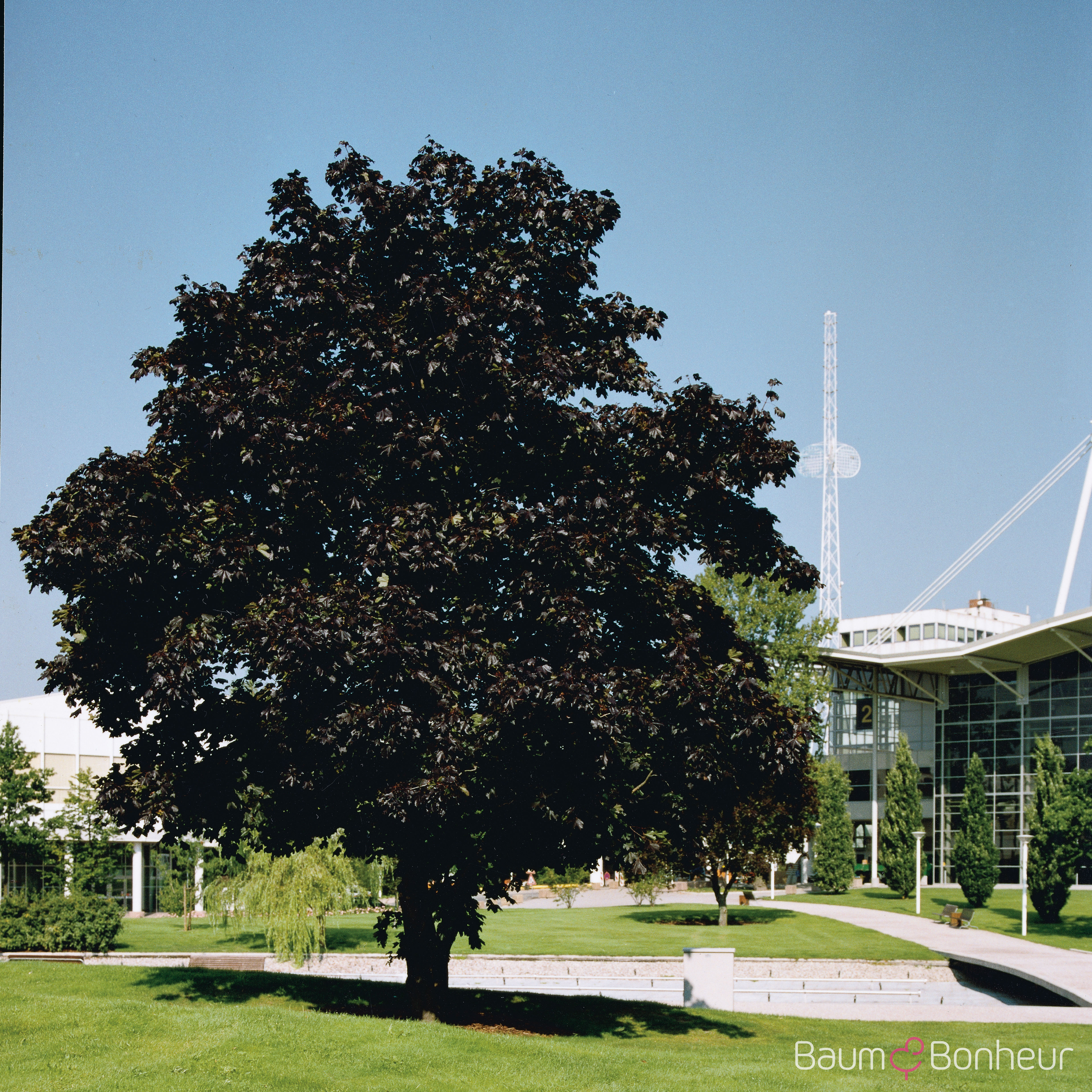 Acer platanoides 'Faassen's Black'