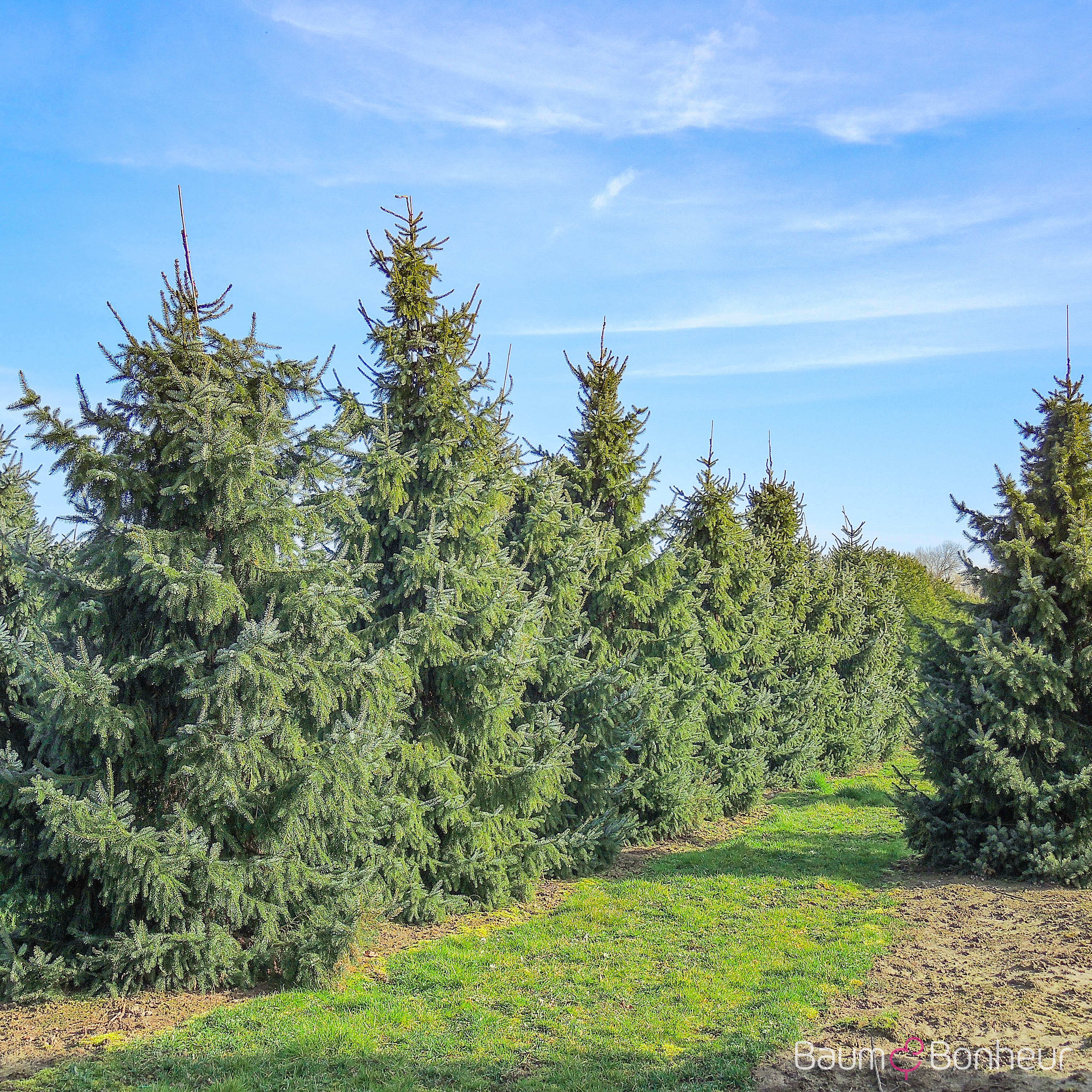 Picea omorika