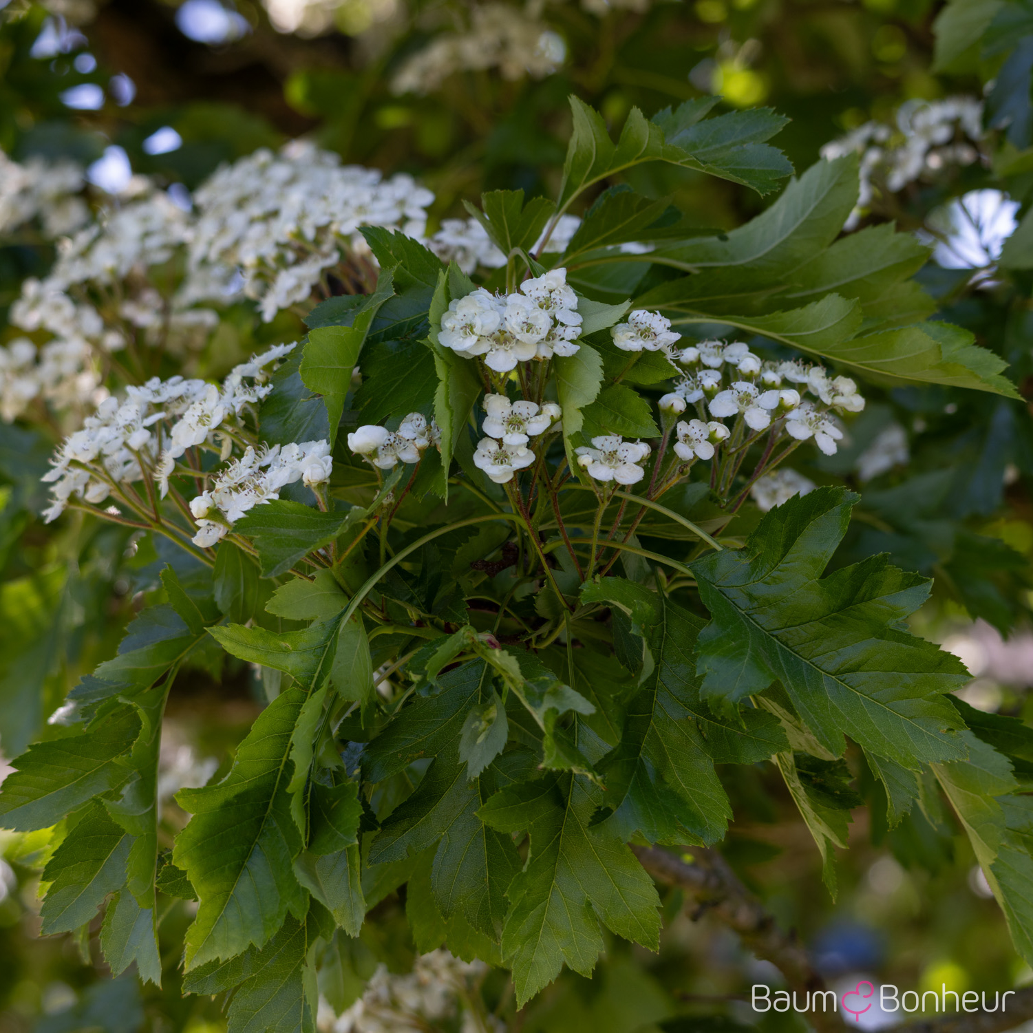 Crataegus coccinea