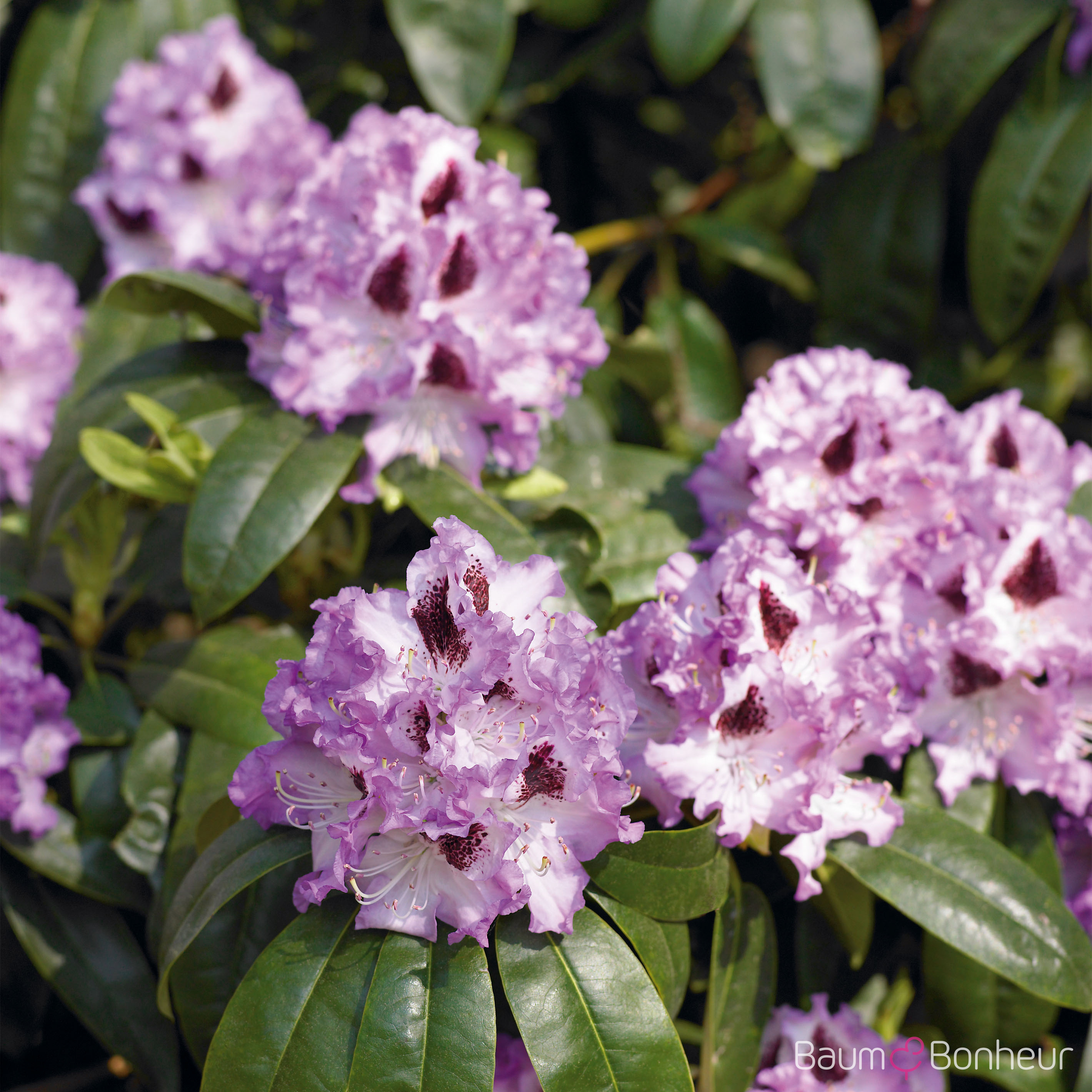 Rhododendron 'Blue Peter'