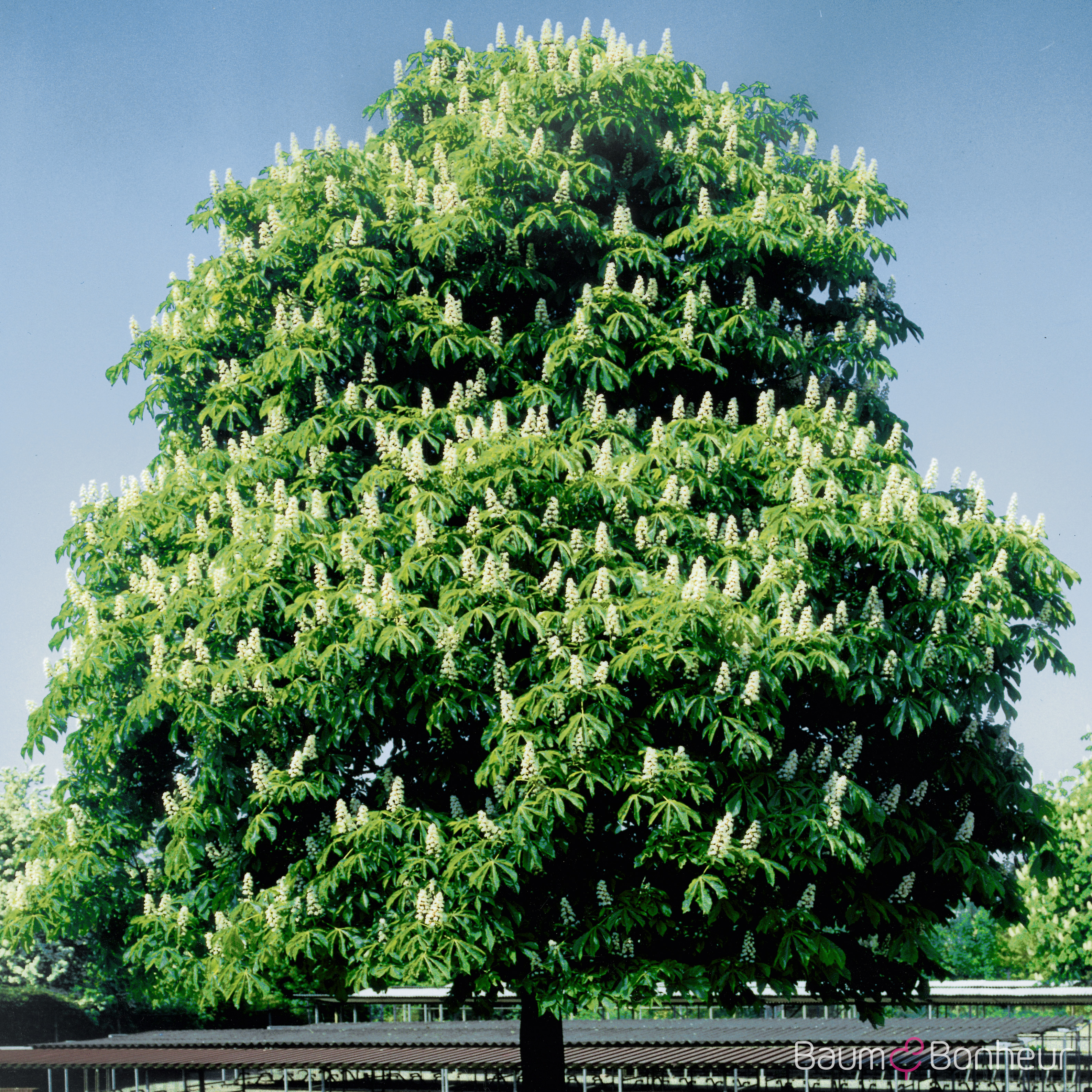 Aesculus hippocastanum 'Baumannii'