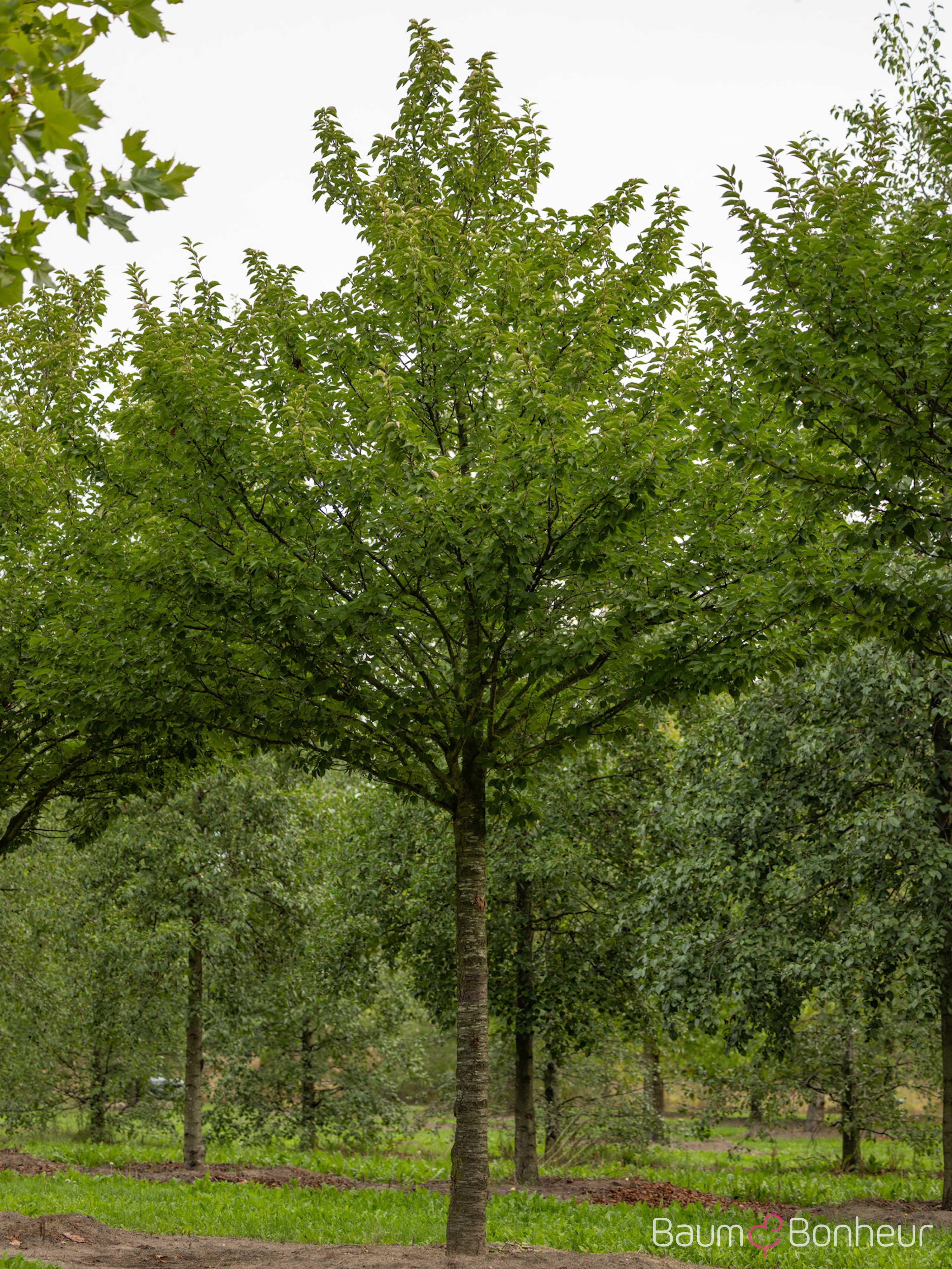 Prunus 'Umineko'