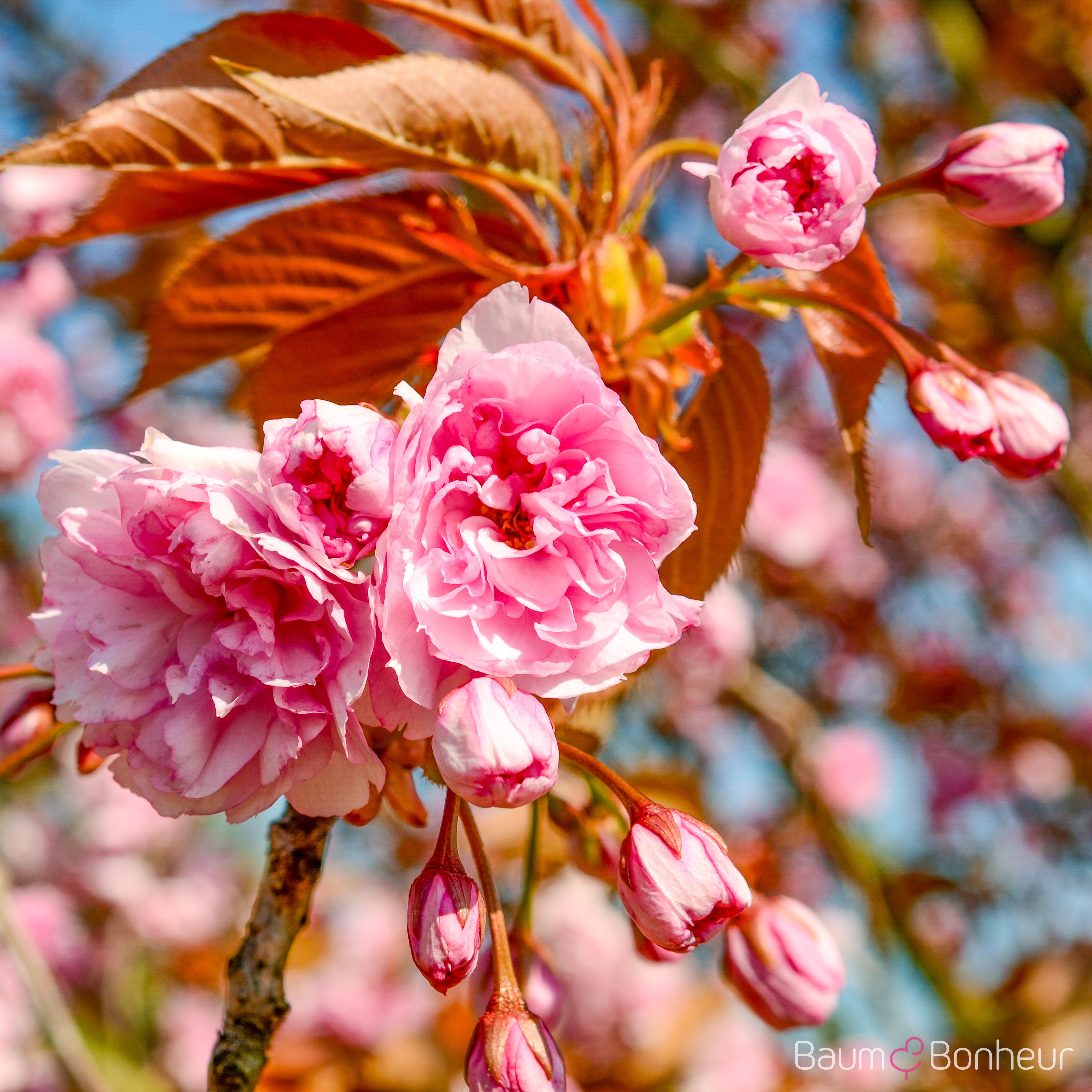 Prunus serrulata 'Kanzan'