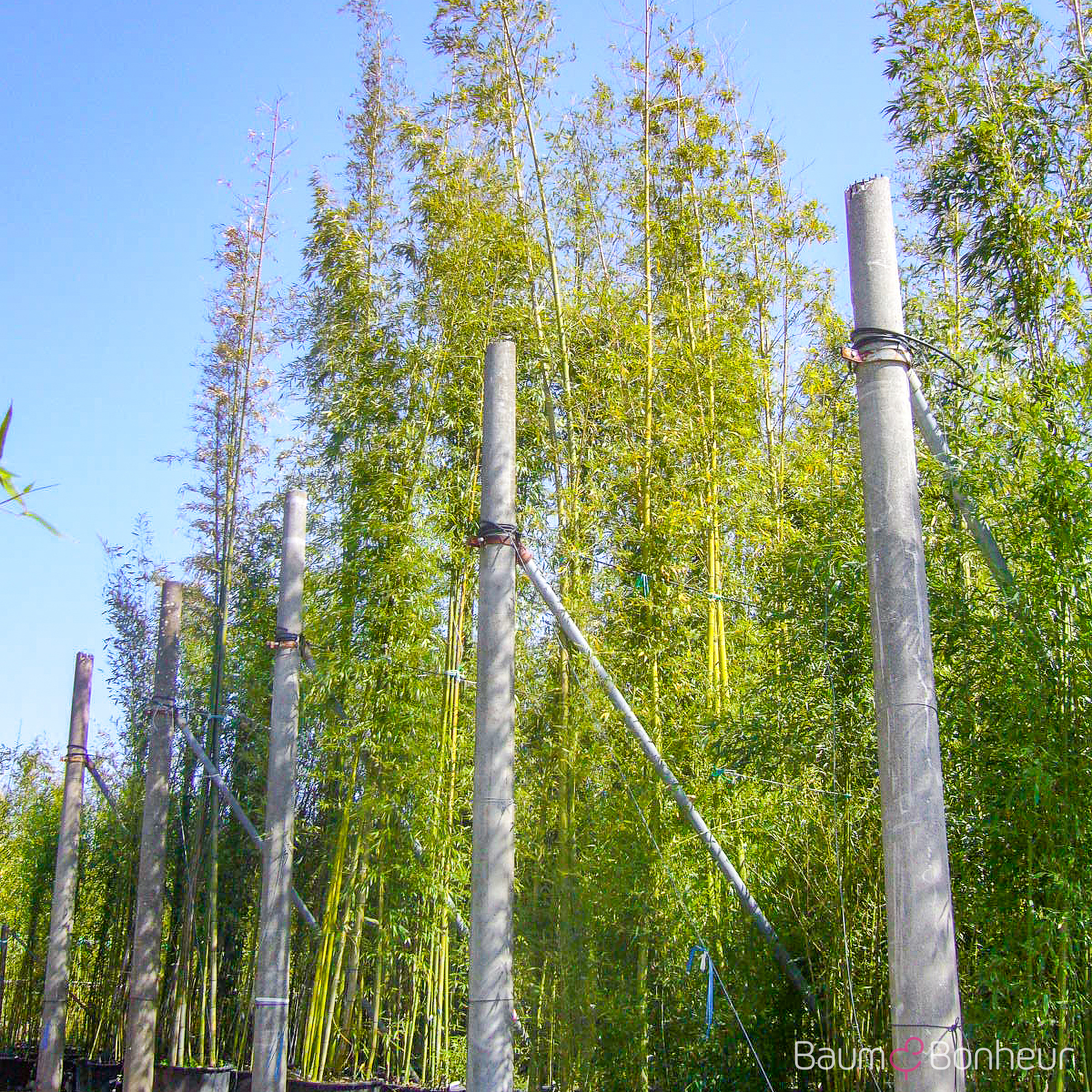 Phyllostachys viridiglaucescens
