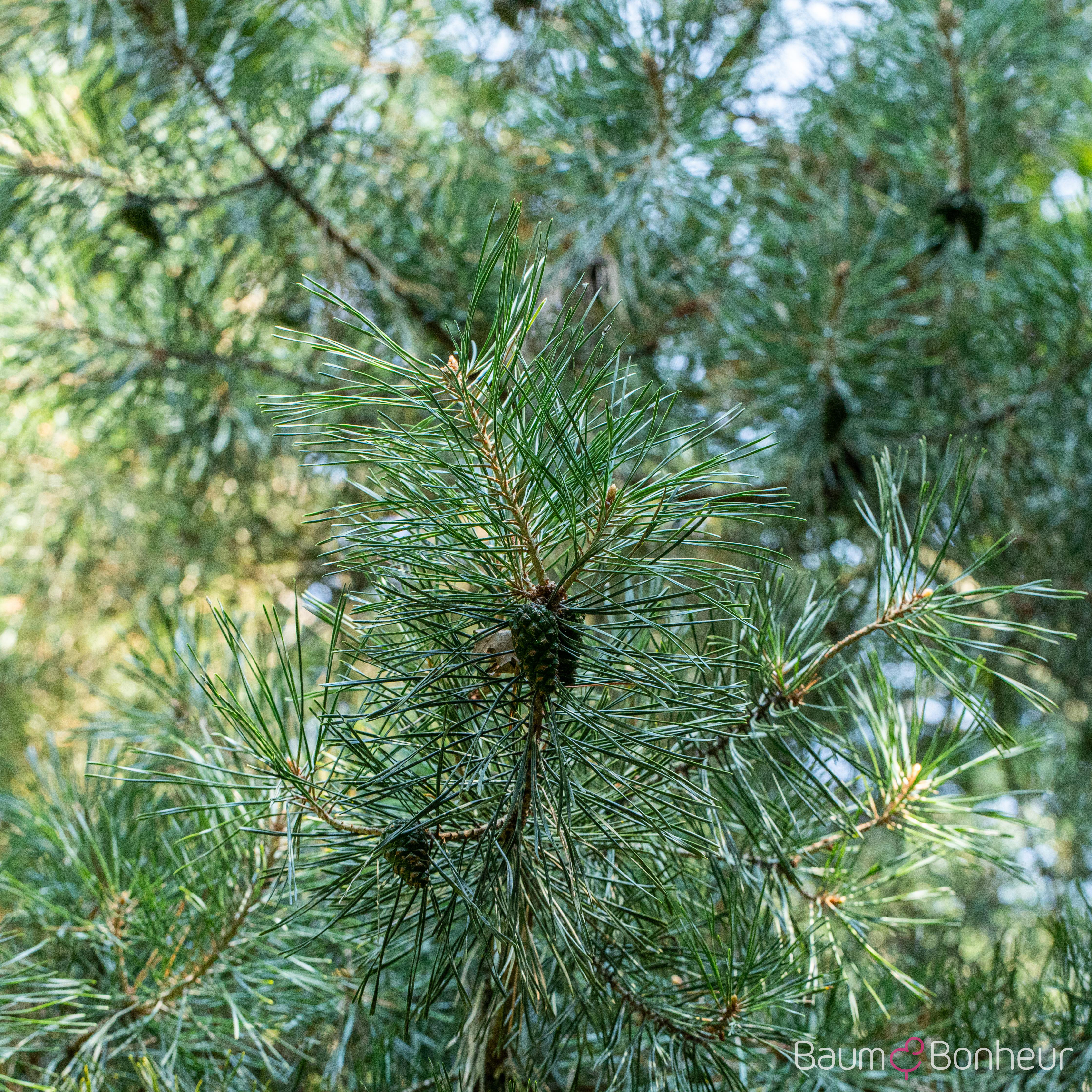 Pinus cembra