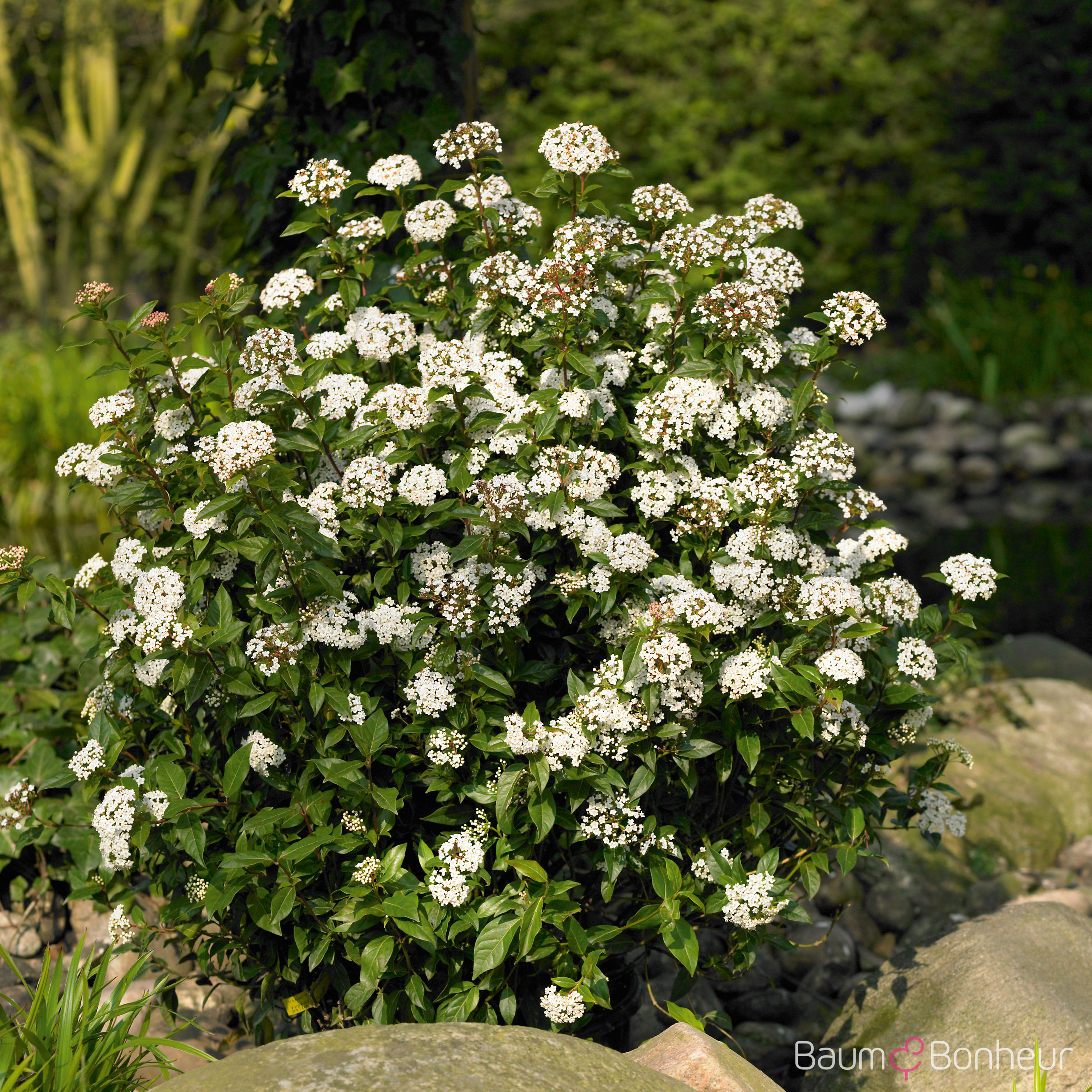 Viburnum tinus