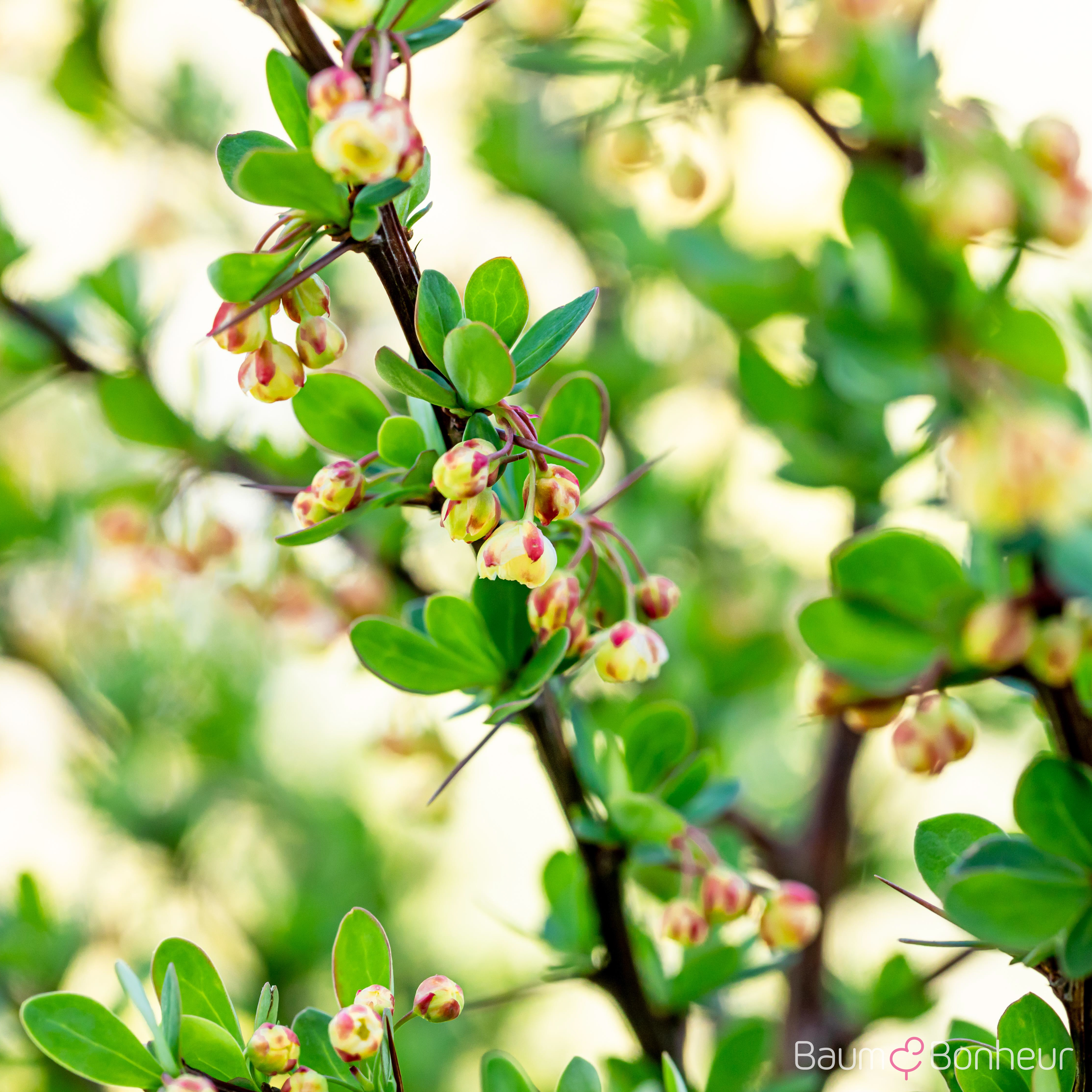 Berberis thunbergii