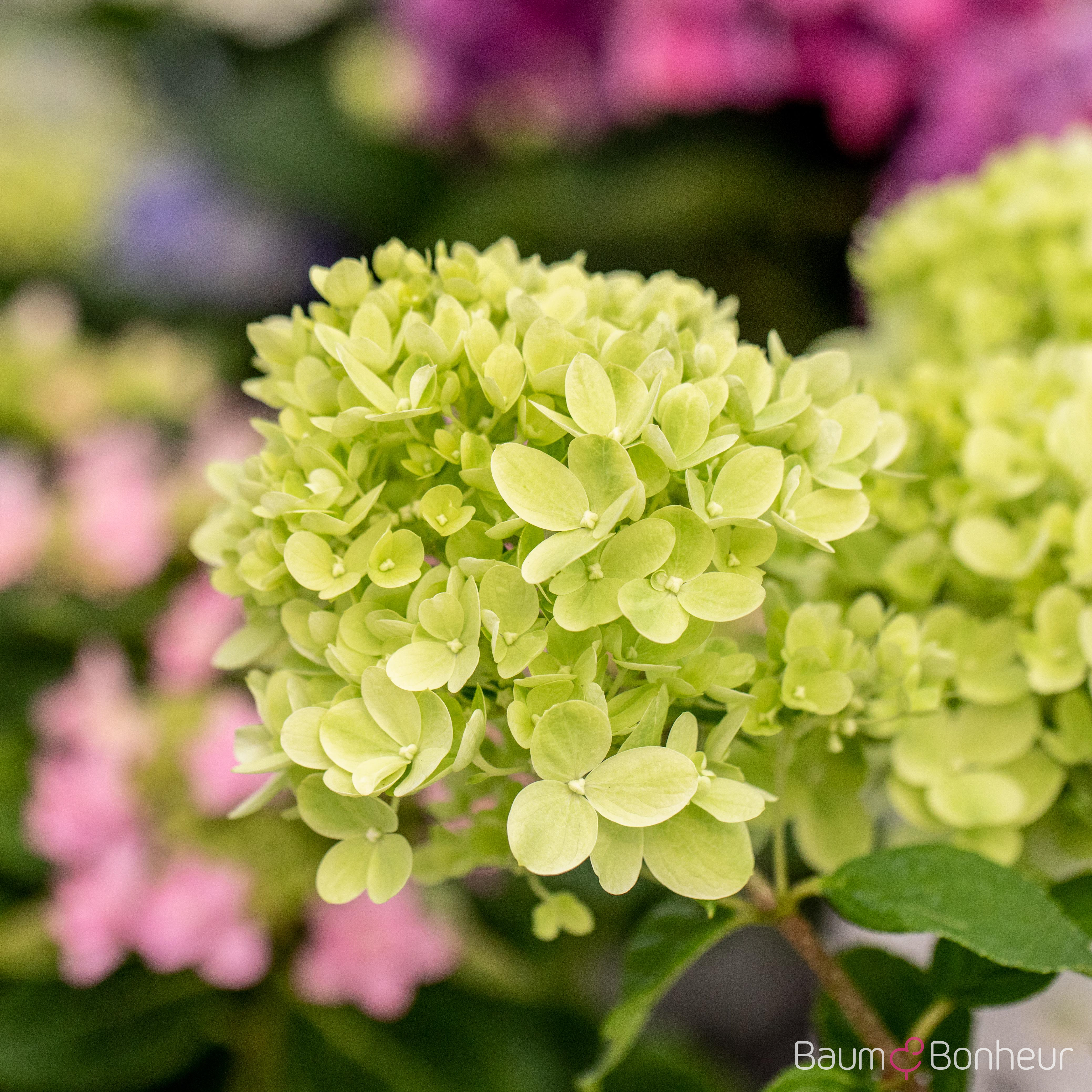 Hydrangea paniculata 'Little Lime'®