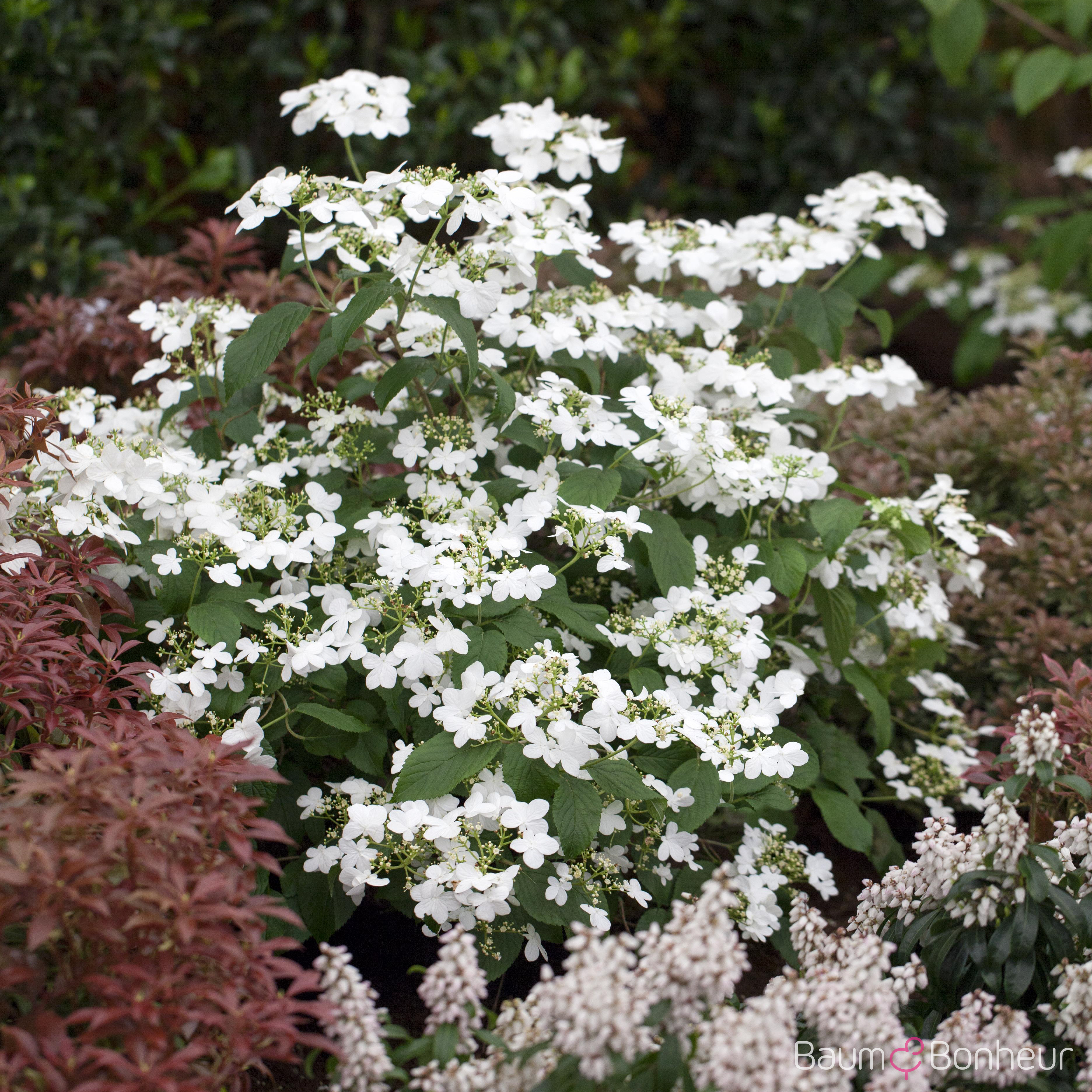Viburnum plicatum 'Watanabe'
