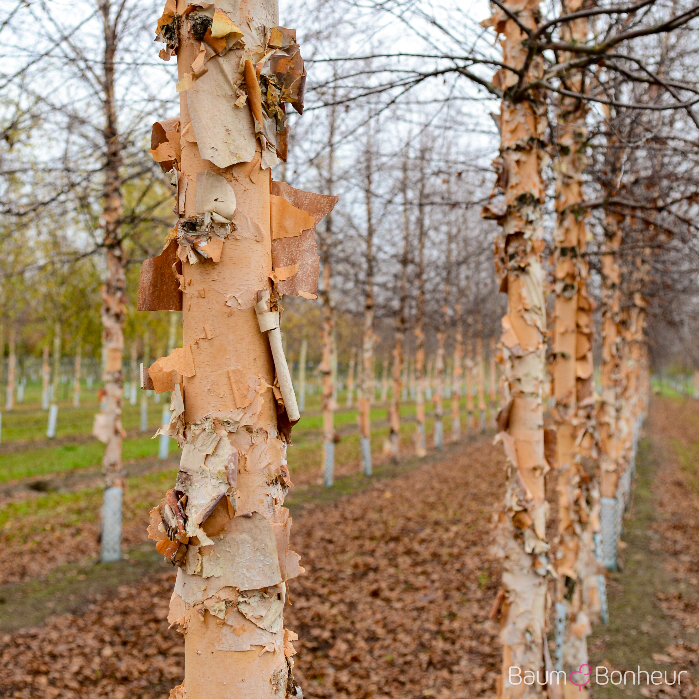 Betula nigra 'Heritage'
