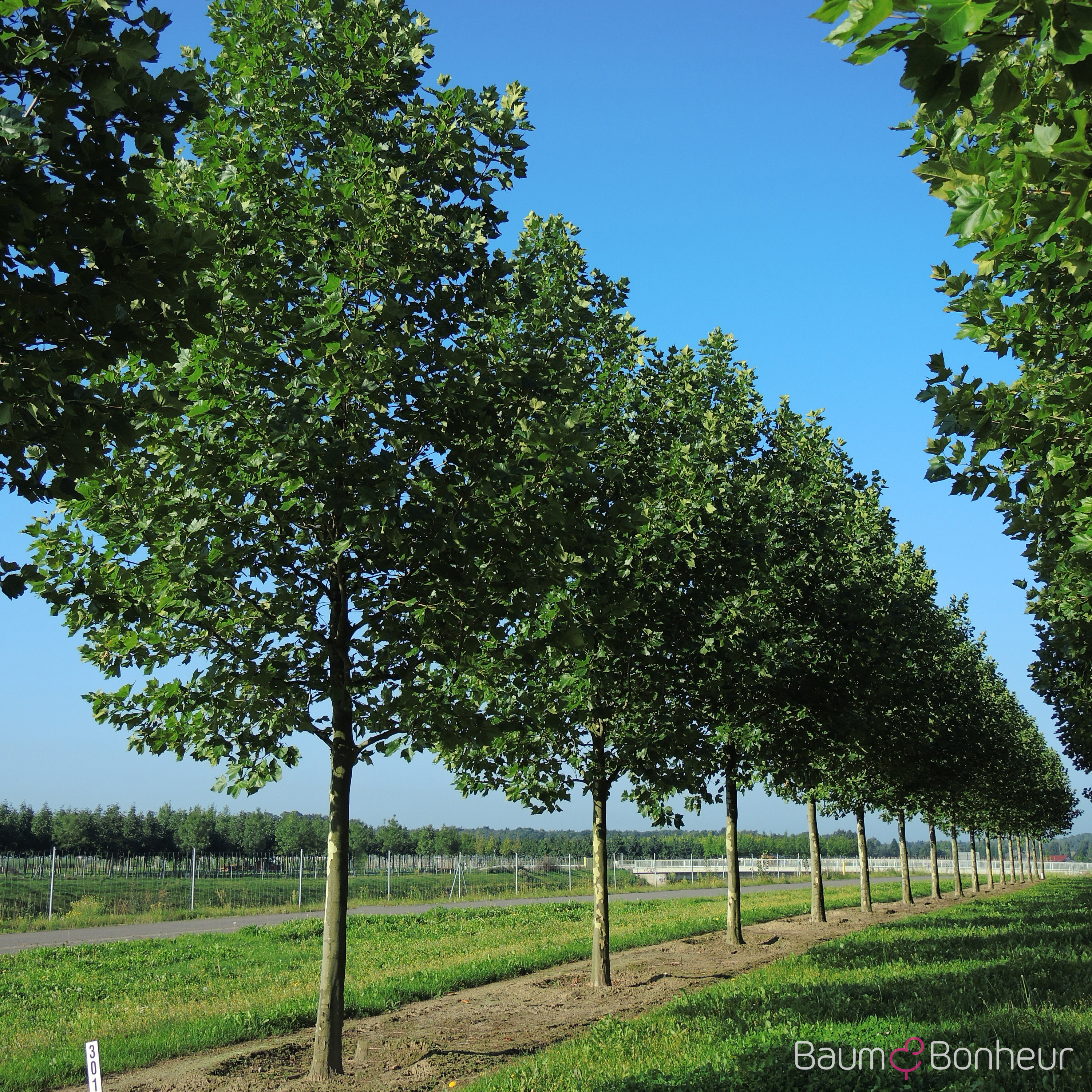 Platanus hispanica 'Bloodgood'