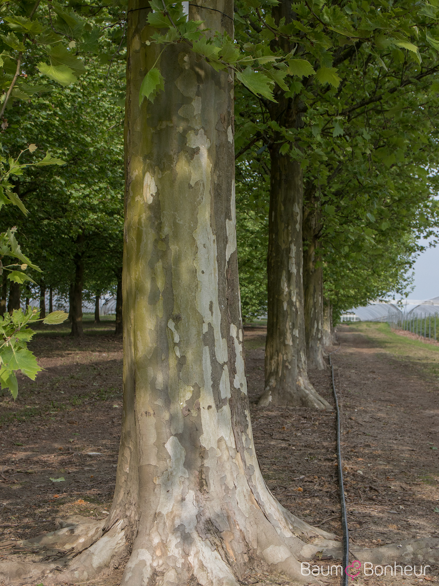 Platanus hispanica 'Tremonia'
