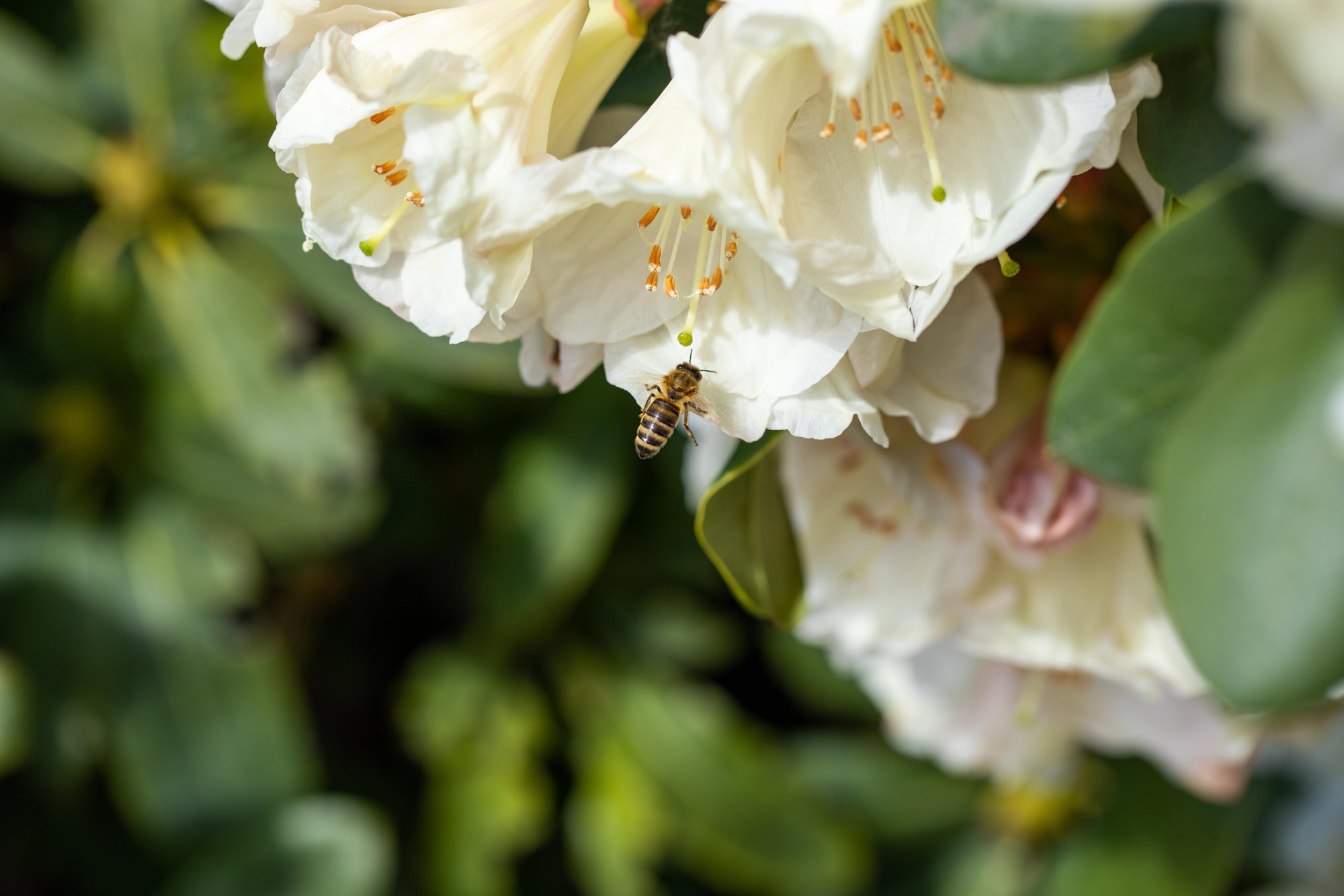 Rhododendron und Azaleen