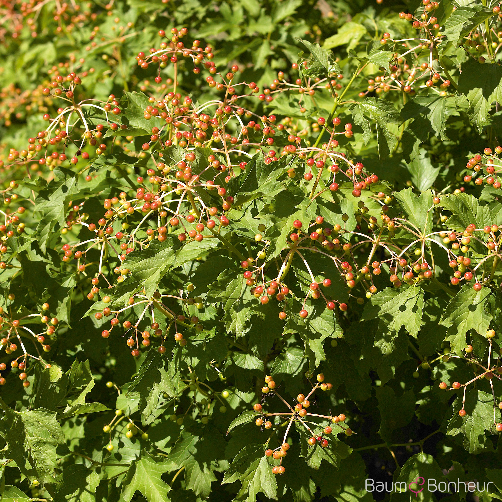 Viburnum opulus 'Compactum'